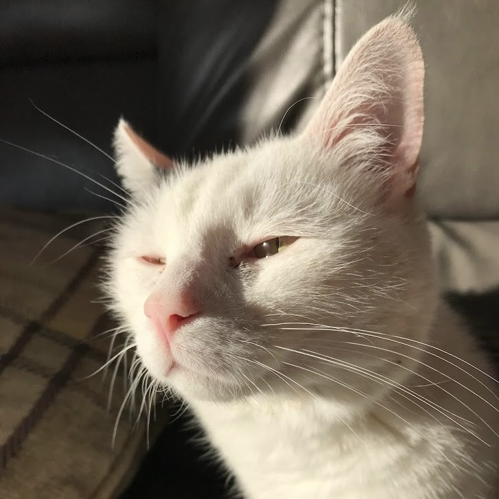 Buddy, a Adoptable Domestic Short Hair in Barrington, IL image 4/12