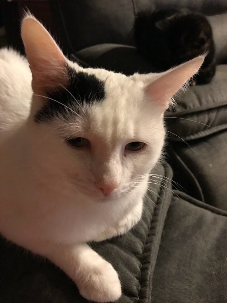 Buddy, a Adoptable Domestic Short Hair in Barrington, IL image 5/12