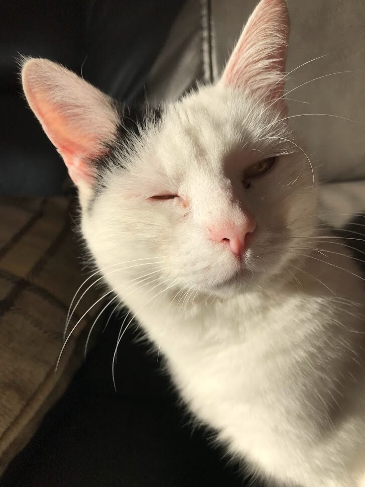 Buddy, a Adoptable Domestic Short Hair in Barrington, IL image 6/12