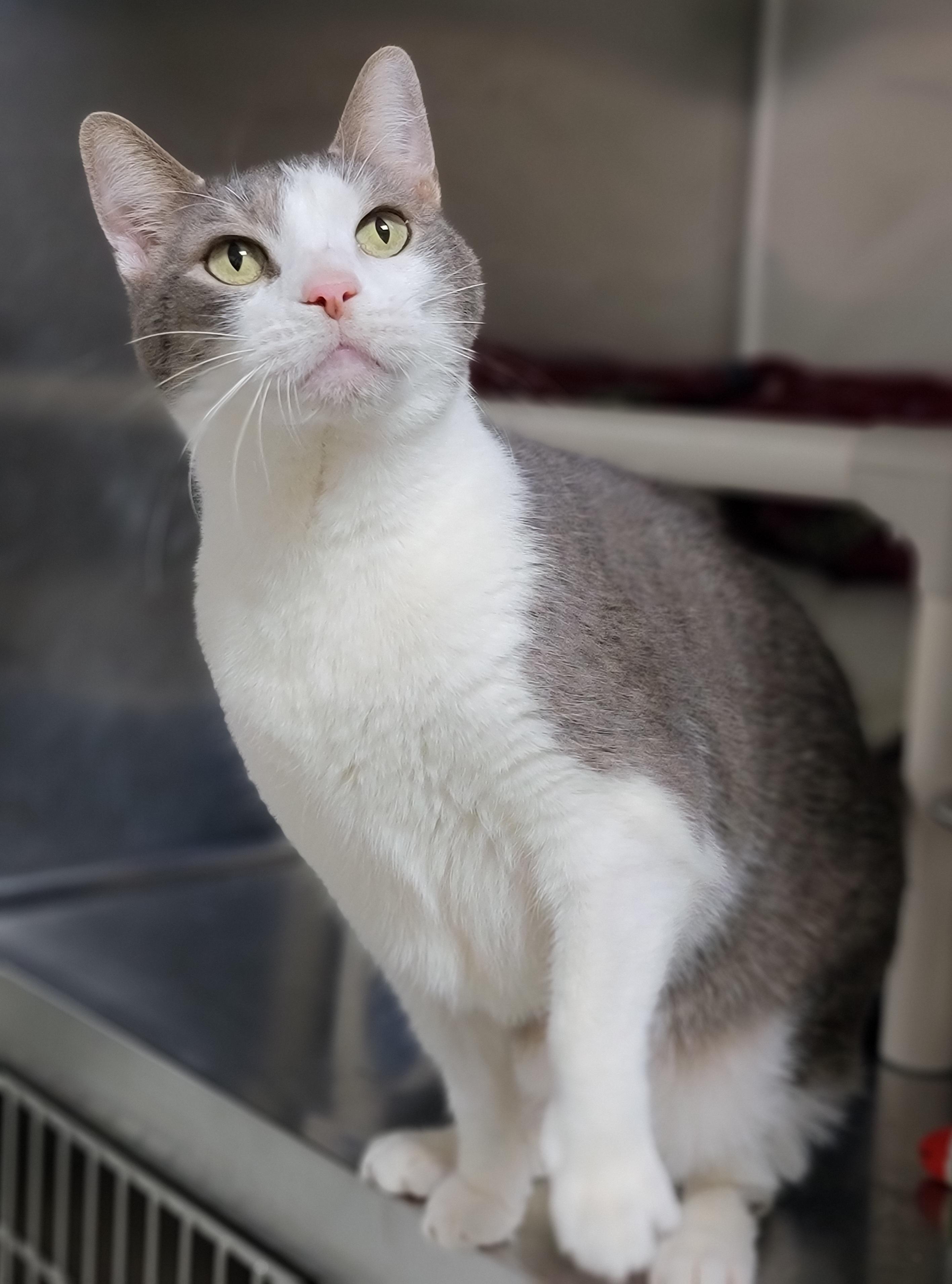 Enlarge Brutus, a ADOPTABLE Domestic Short Hair in Hornell, NY image 1/1