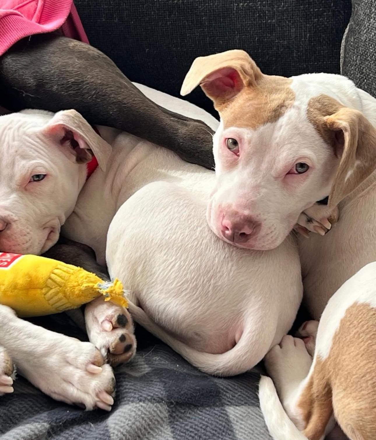 Enlarge Patch, a ADOPTABLE mixed breed in Troy, MI image 5/6