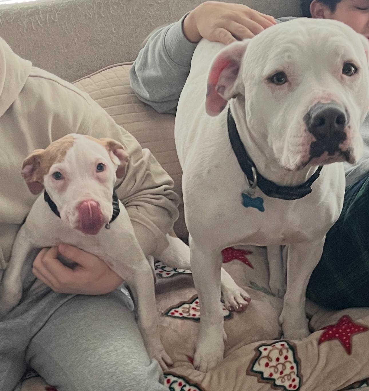 Enlarge Patch, a ADOPTABLE mixed breed in Troy, MI image 3/6