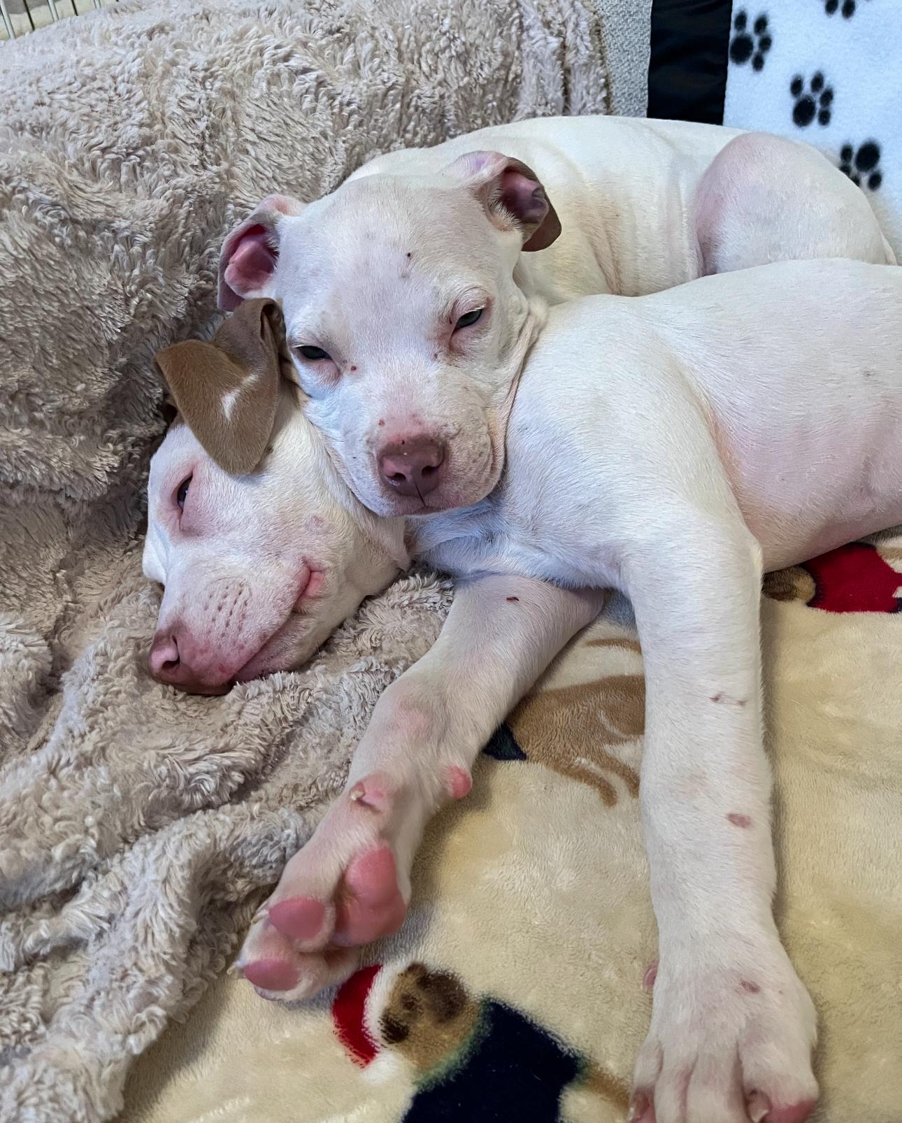 Enlarge Patch, a ADOPTABLE mixed breed in Troy, MI image 6/6