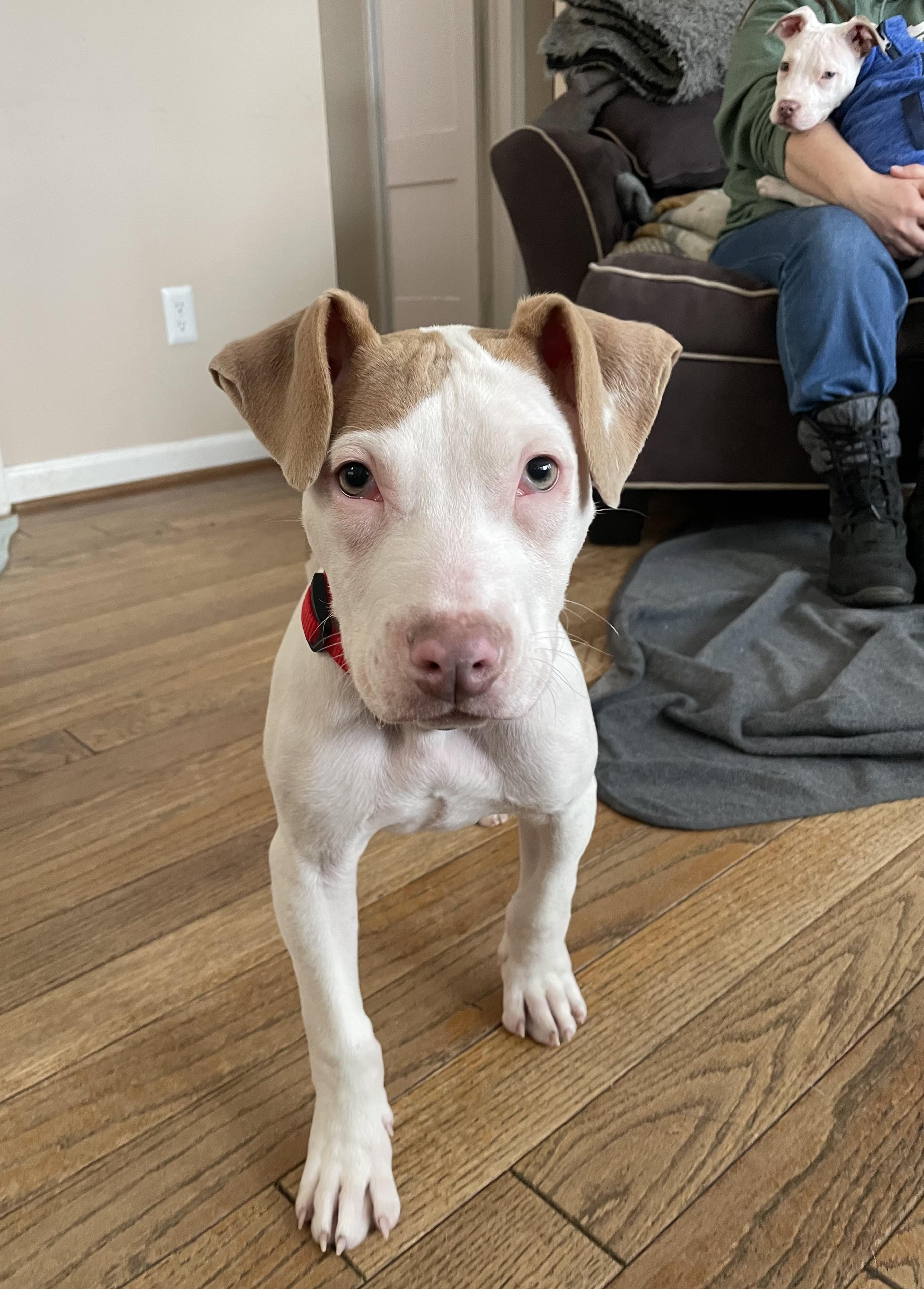 Enlarge Patch, a ADOPTABLE mixed breed in Troy, MI image 1/6