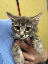 Four Loko, Adopted, Young Male Domestic Medium Hair.