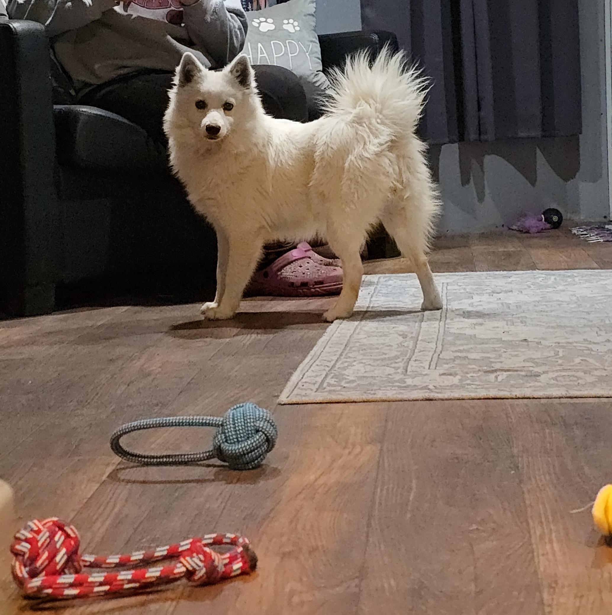 Enlarge Popcorn, a Adopted American Eskimo Dog in Decatur, IN image 1/1