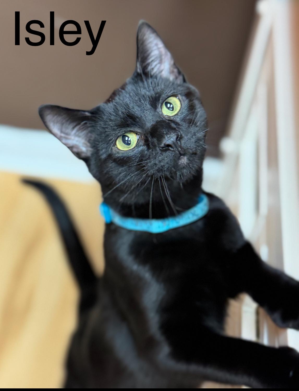 Enlarge Isley, an adopted Domestic Short Hair in New Haven, CT image 1/1