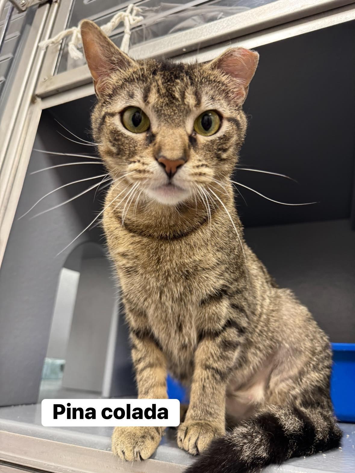 Enlarge Pina Colada , a ADOPTABLE Domestic Short Hair in Staten Island, NY image 3/5