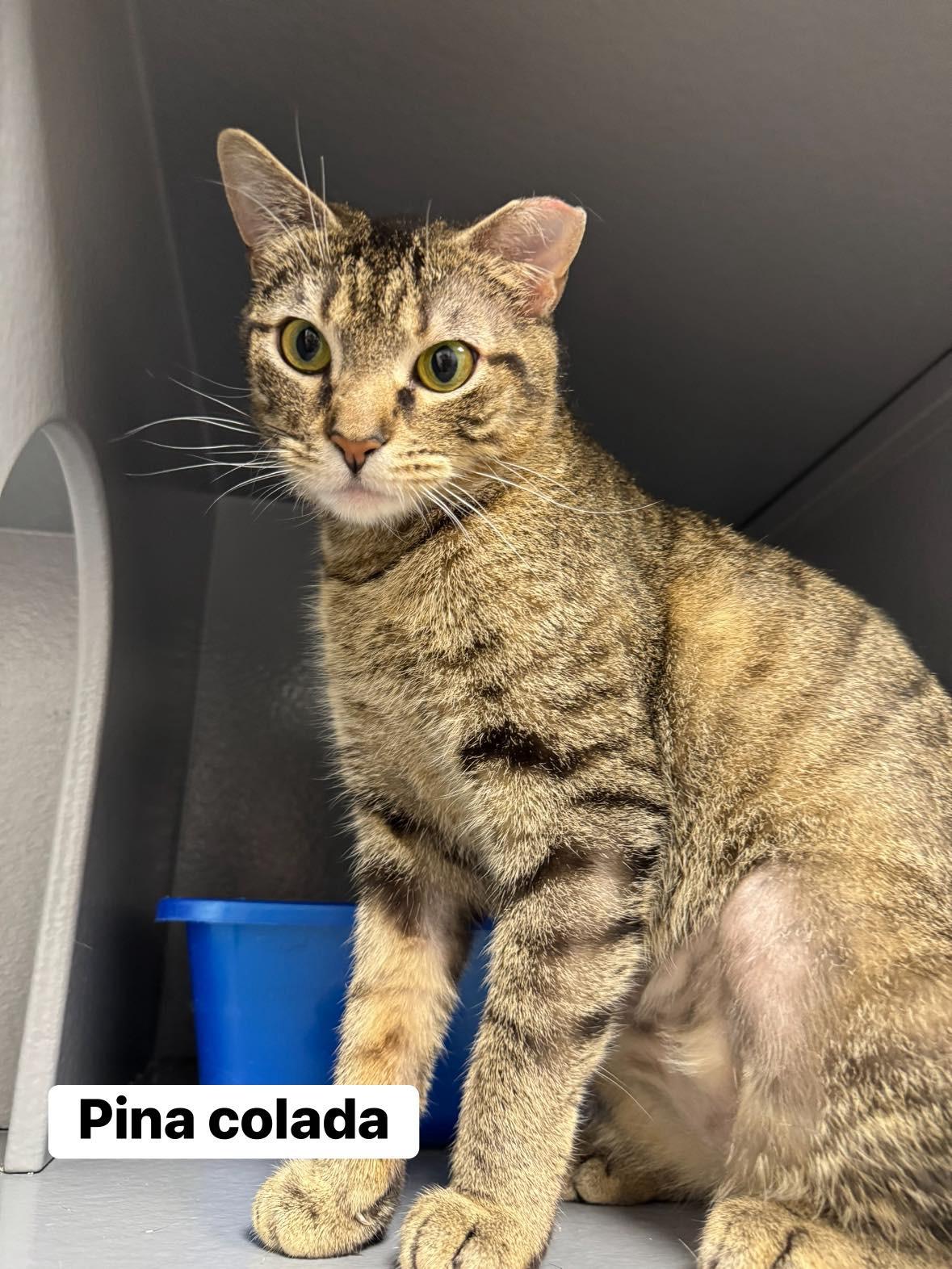 Enlarge Pina Colada , a ADOPTABLE Domestic Short Hair in Staten Island, NY image 2/5
