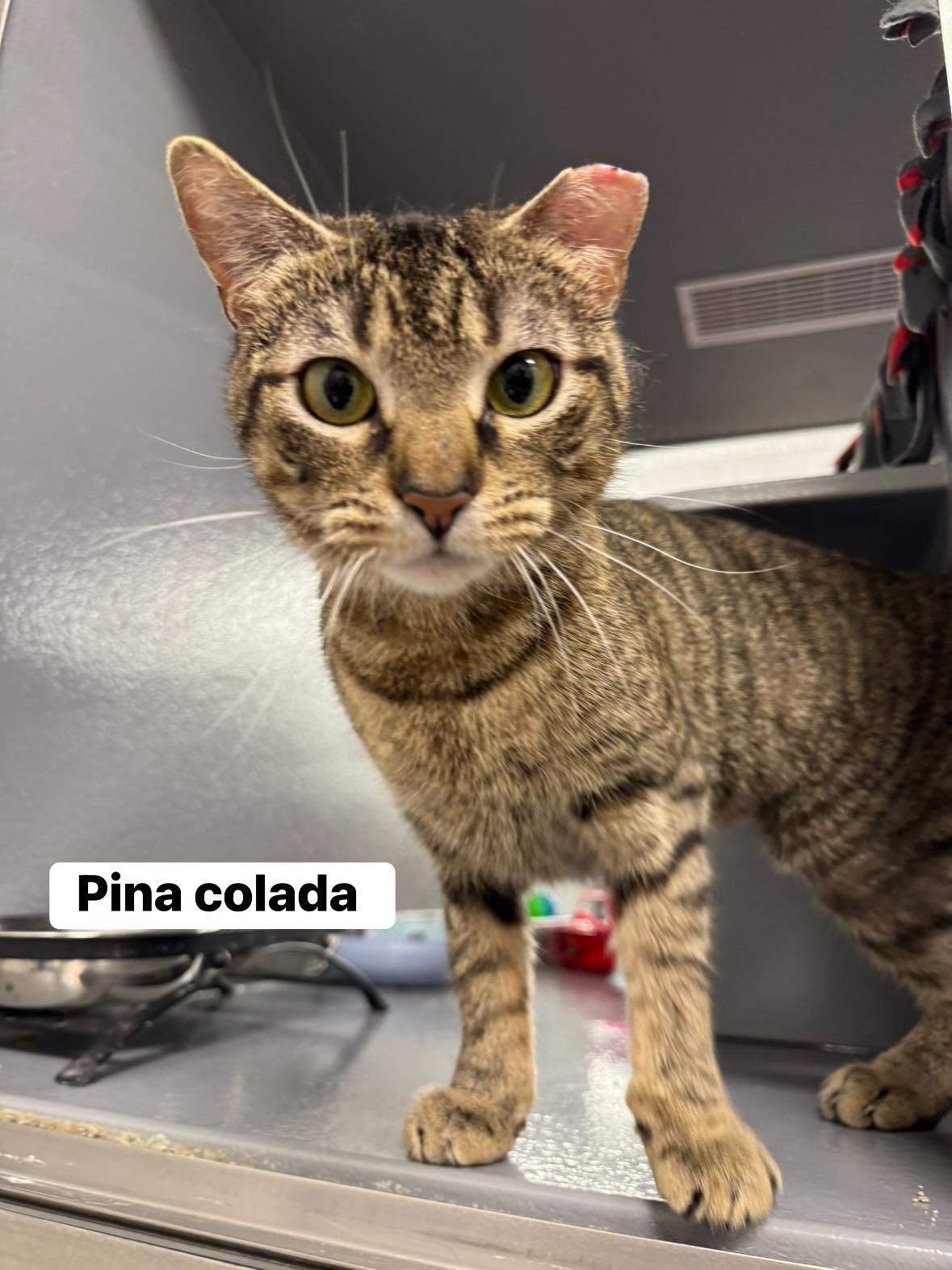 Enlarge Pina Colada , a ADOPTABLE Domestic Short Hair in Staten Island, NY image 5/5