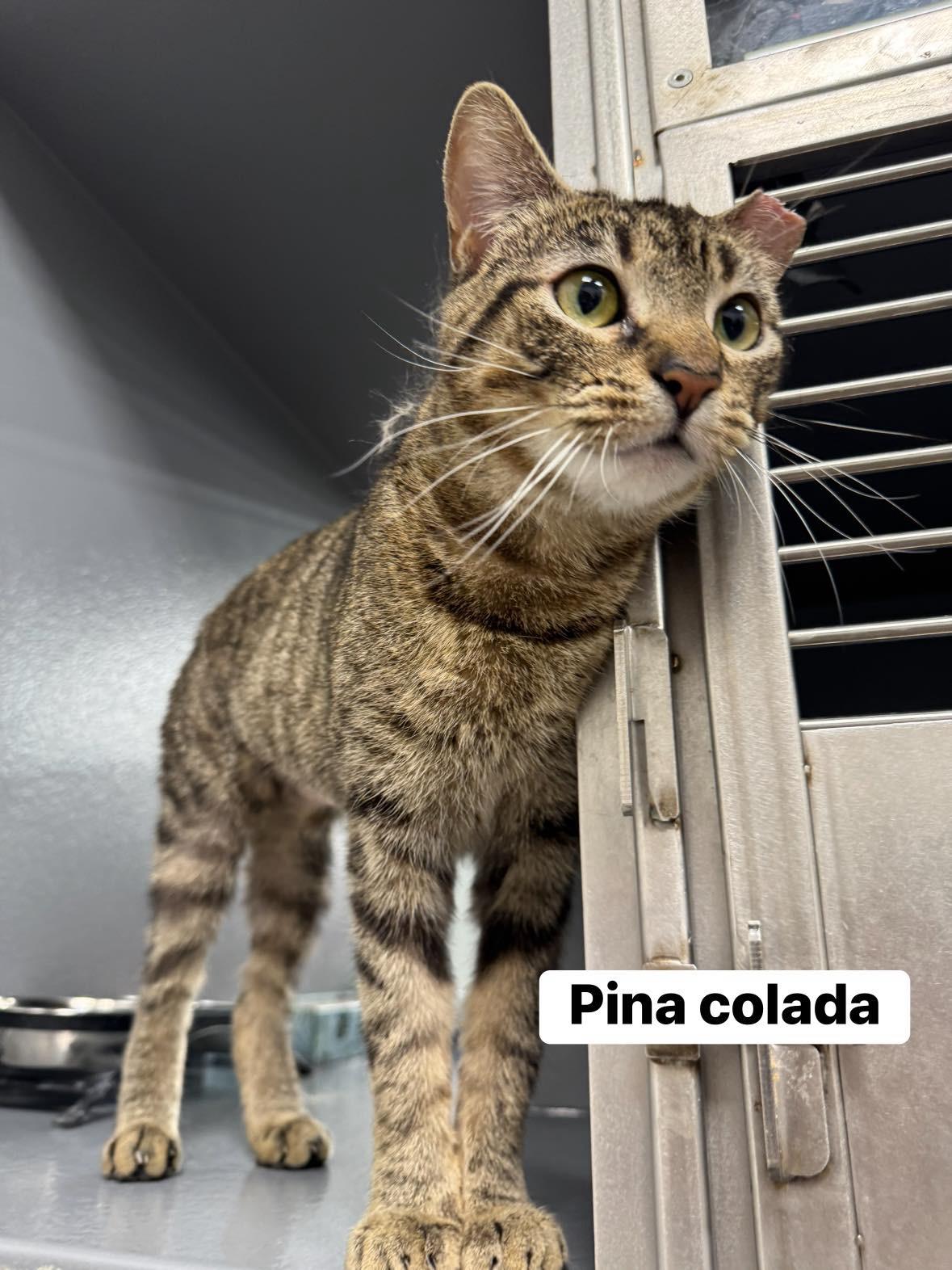 Enlarge Pina Colada , a ADOPTABLE Domestic Short Hair in Staten Island, NY image 4/5