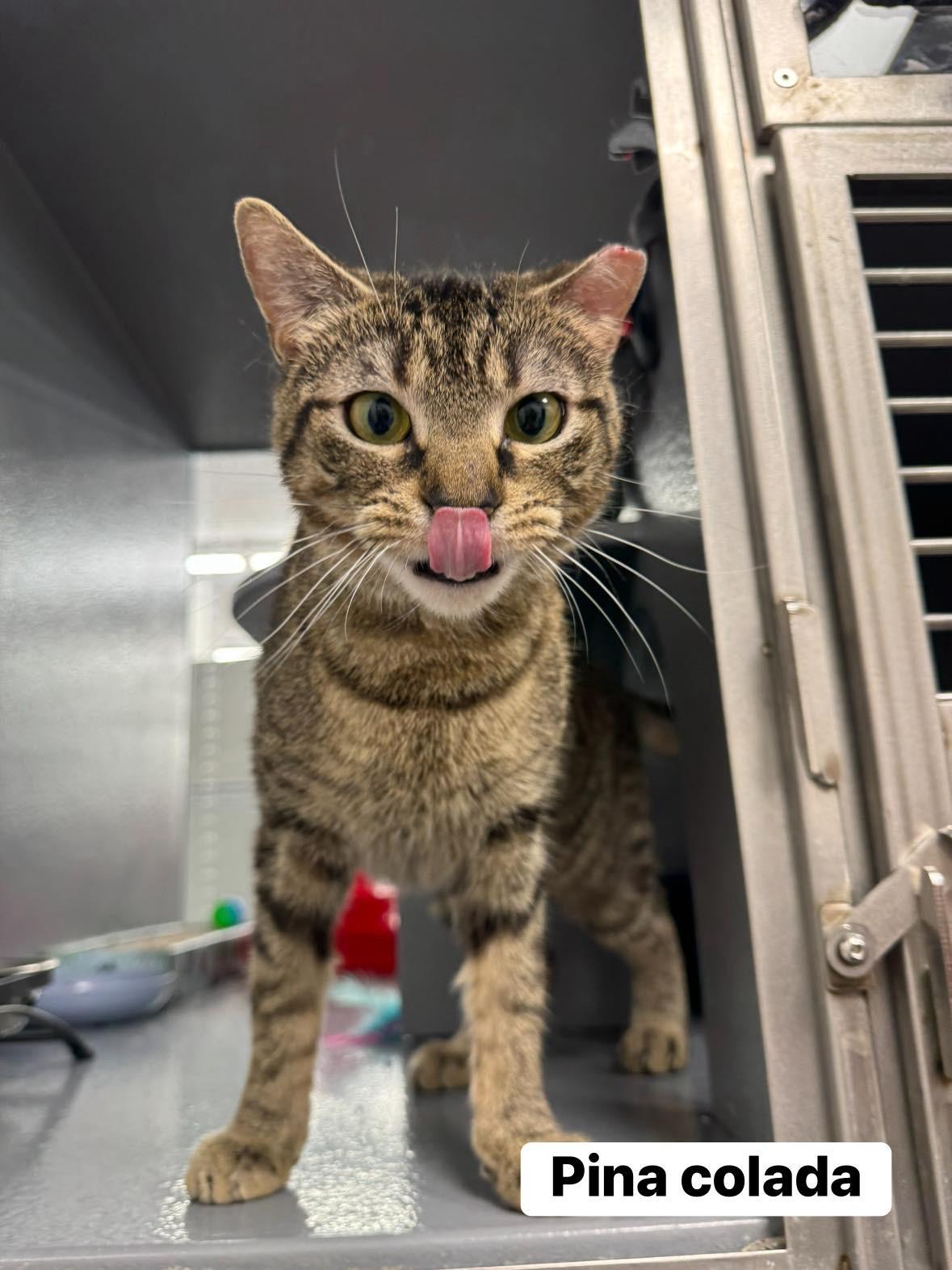 Pina Colada , ADOPTABLE, Young Female Domestic Short Hair.