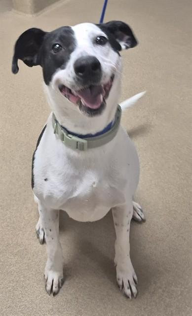 MRS. POTATOHEAD, Adoptable, Adult Female Pit Bull Terrier & Mixed Breed.