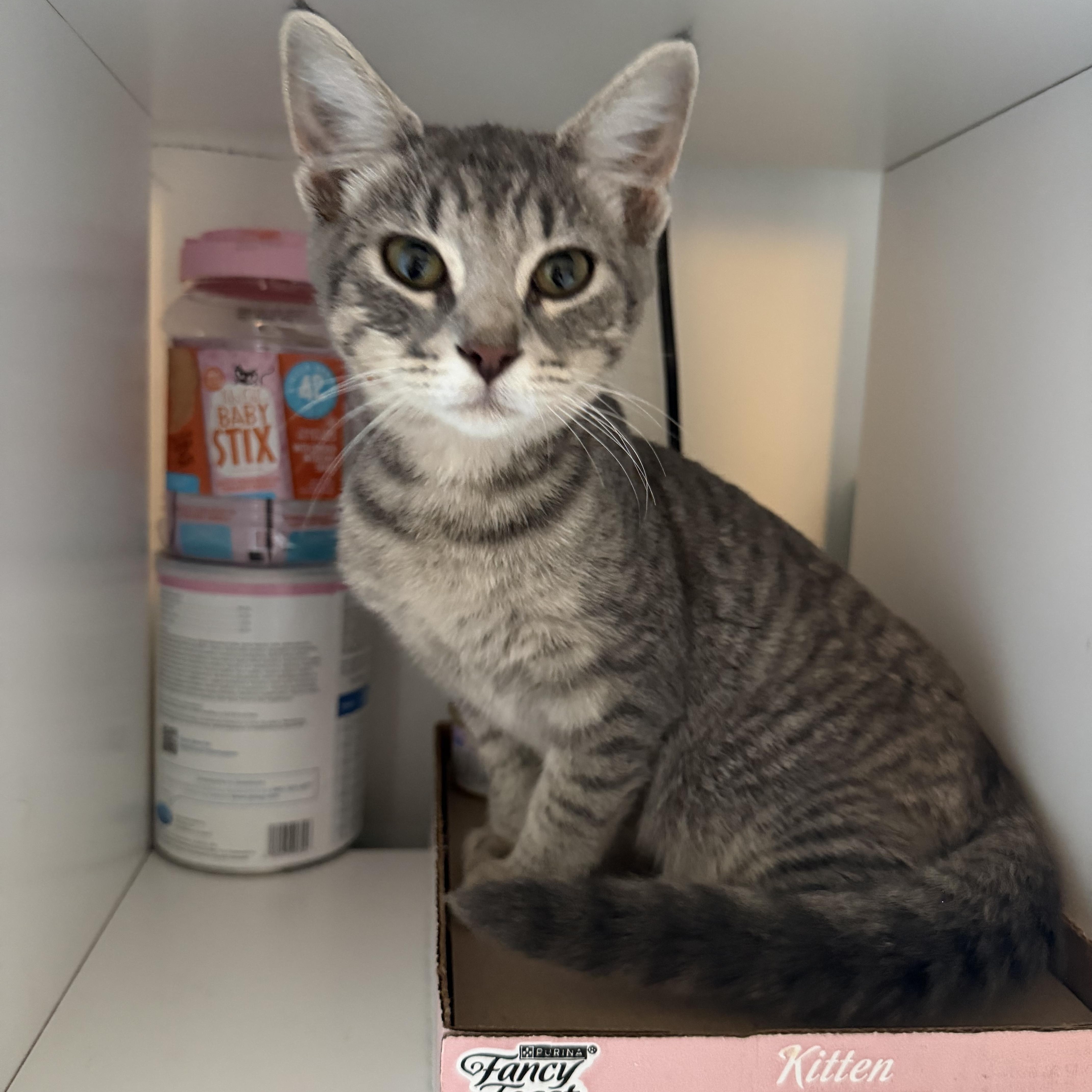 Bobbert, Adoptable, Kitten Male American Shorthair.