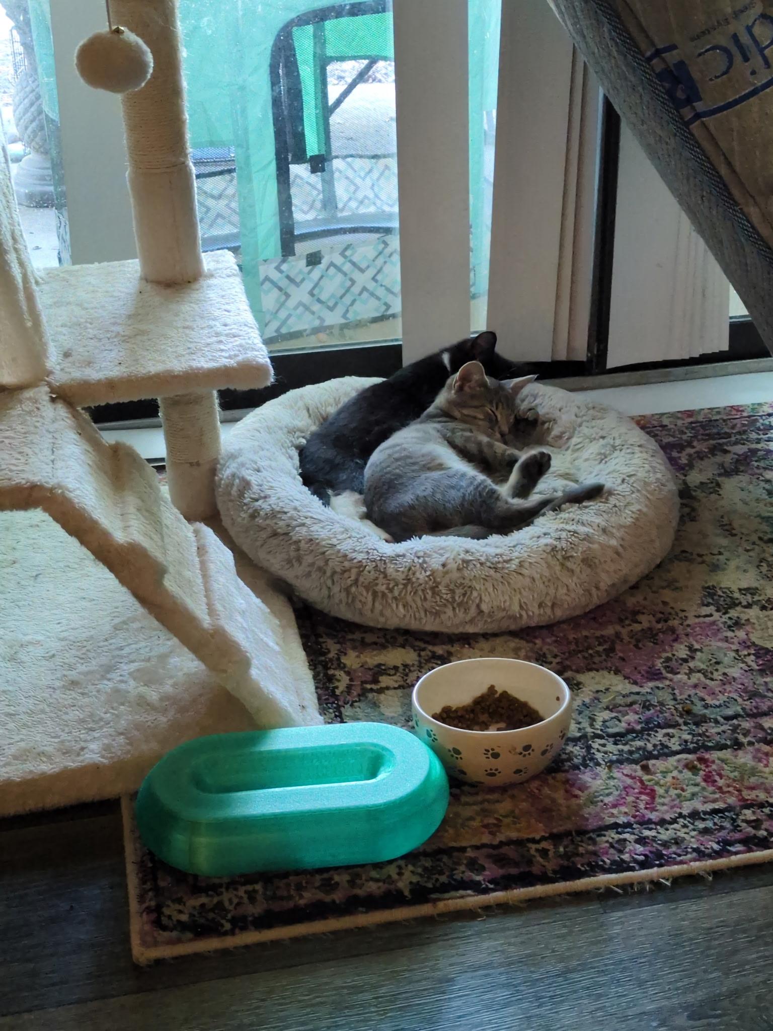 Enlarge Bobbert, a ADOPTABLE American Shorthair in North Chesterfield, VA image 2/2