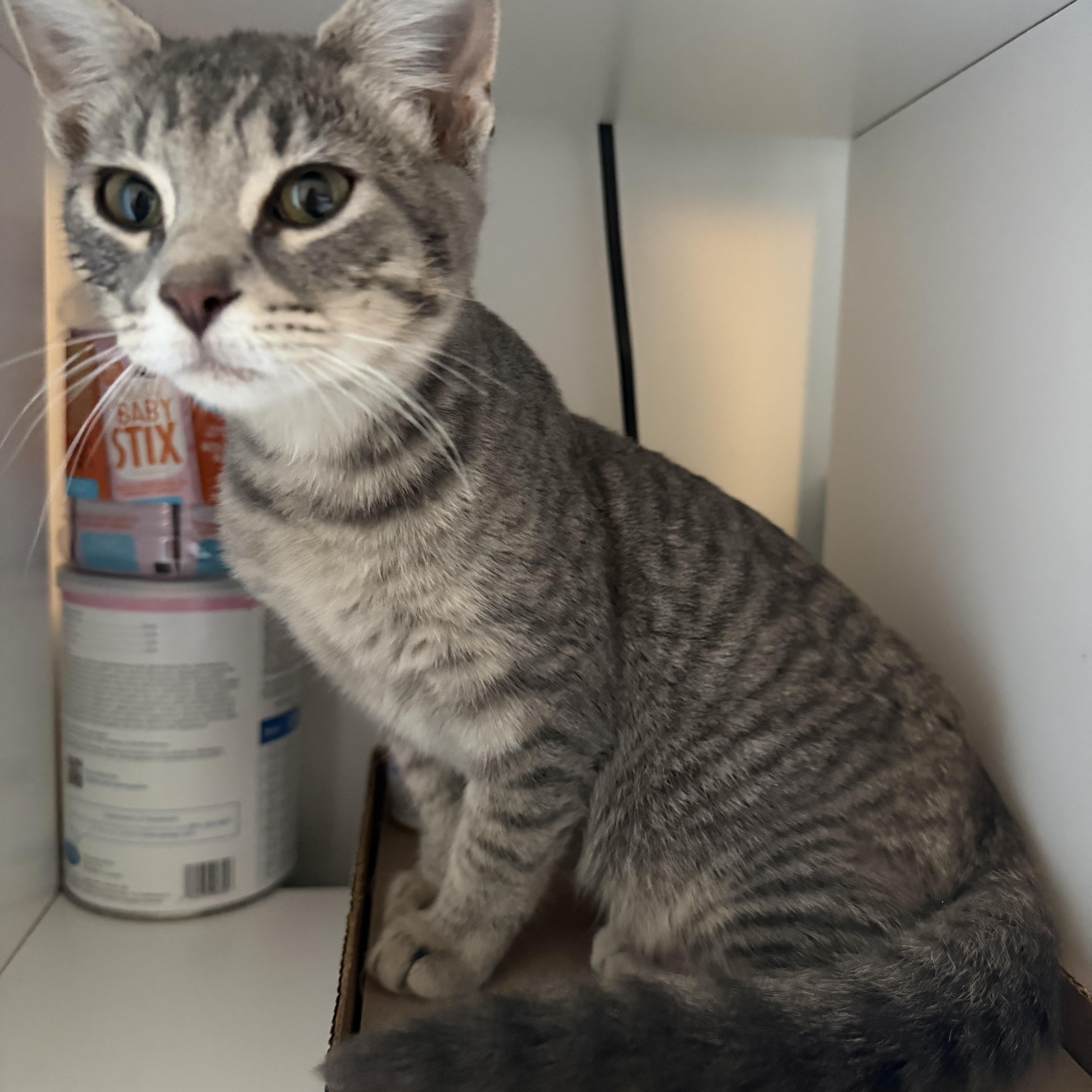 Enlarge Bobbert, a Adoptable American Shorthair in North Chesterfield, VA image 4/4