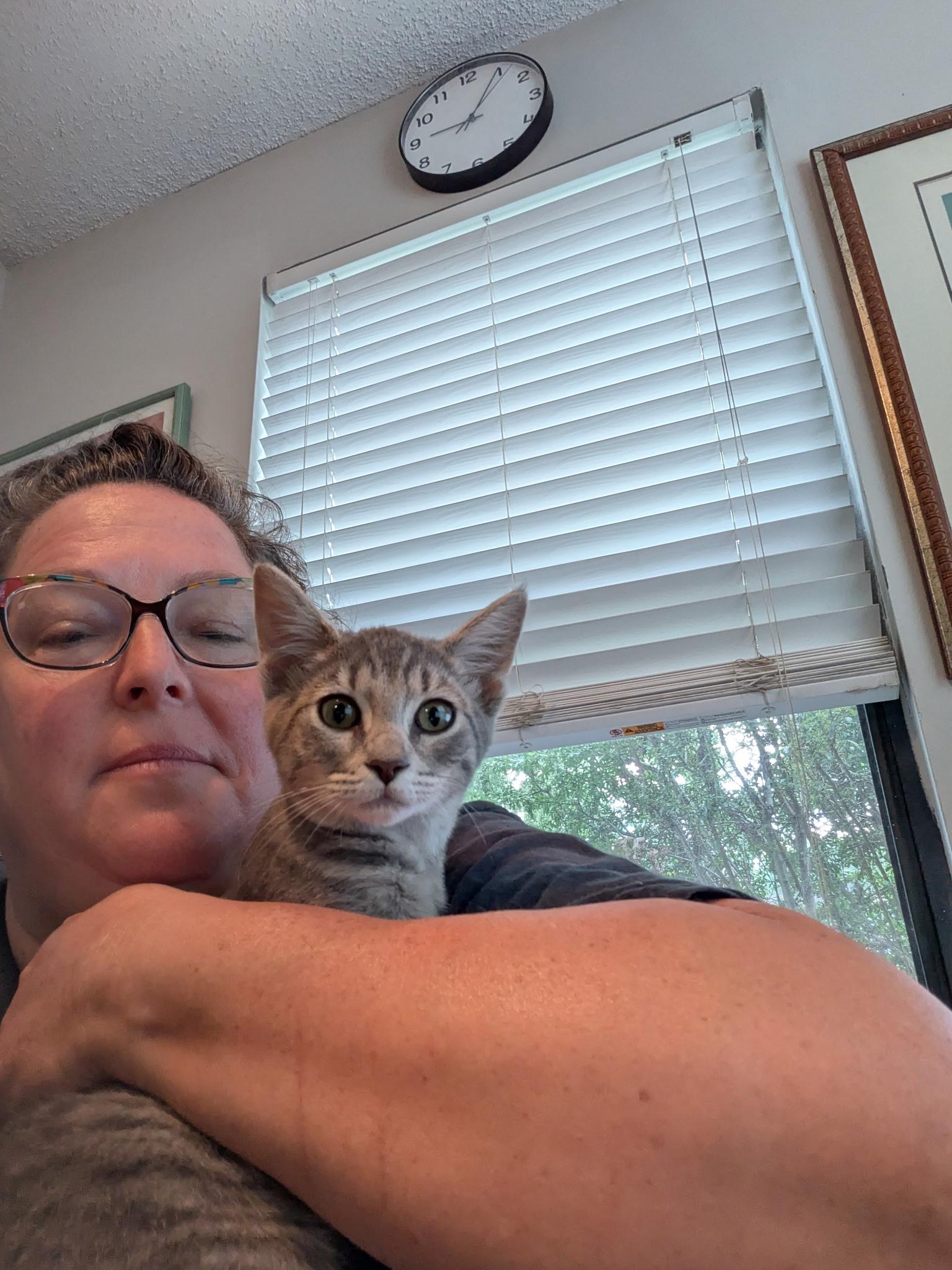 Bobbert, ADOPTABLE, Kitten Male American Shorthair.