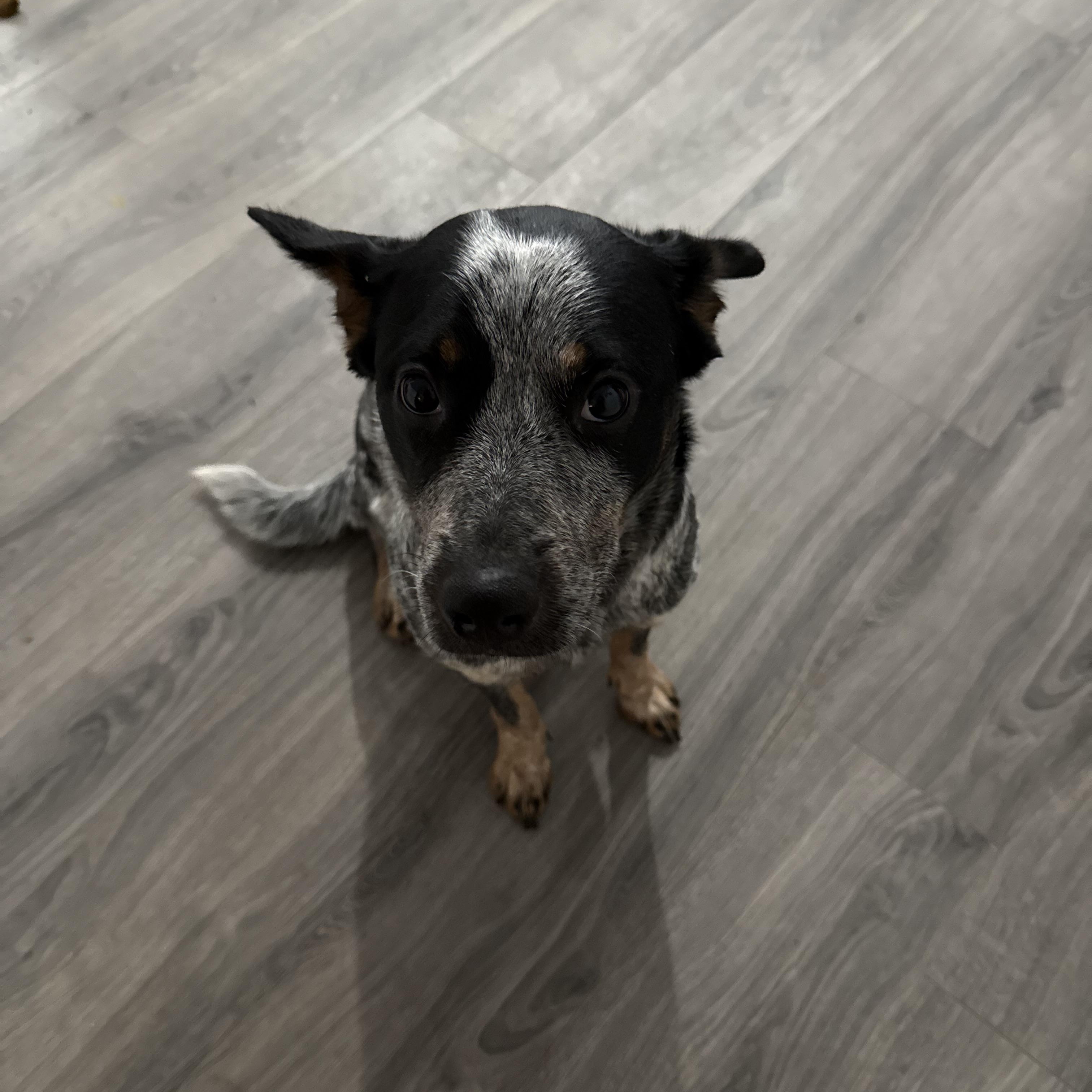 Enlarge Stormy, a Adoptable Australian Cattle Dog / Blue Heeler in Folkston, GA image 3/5