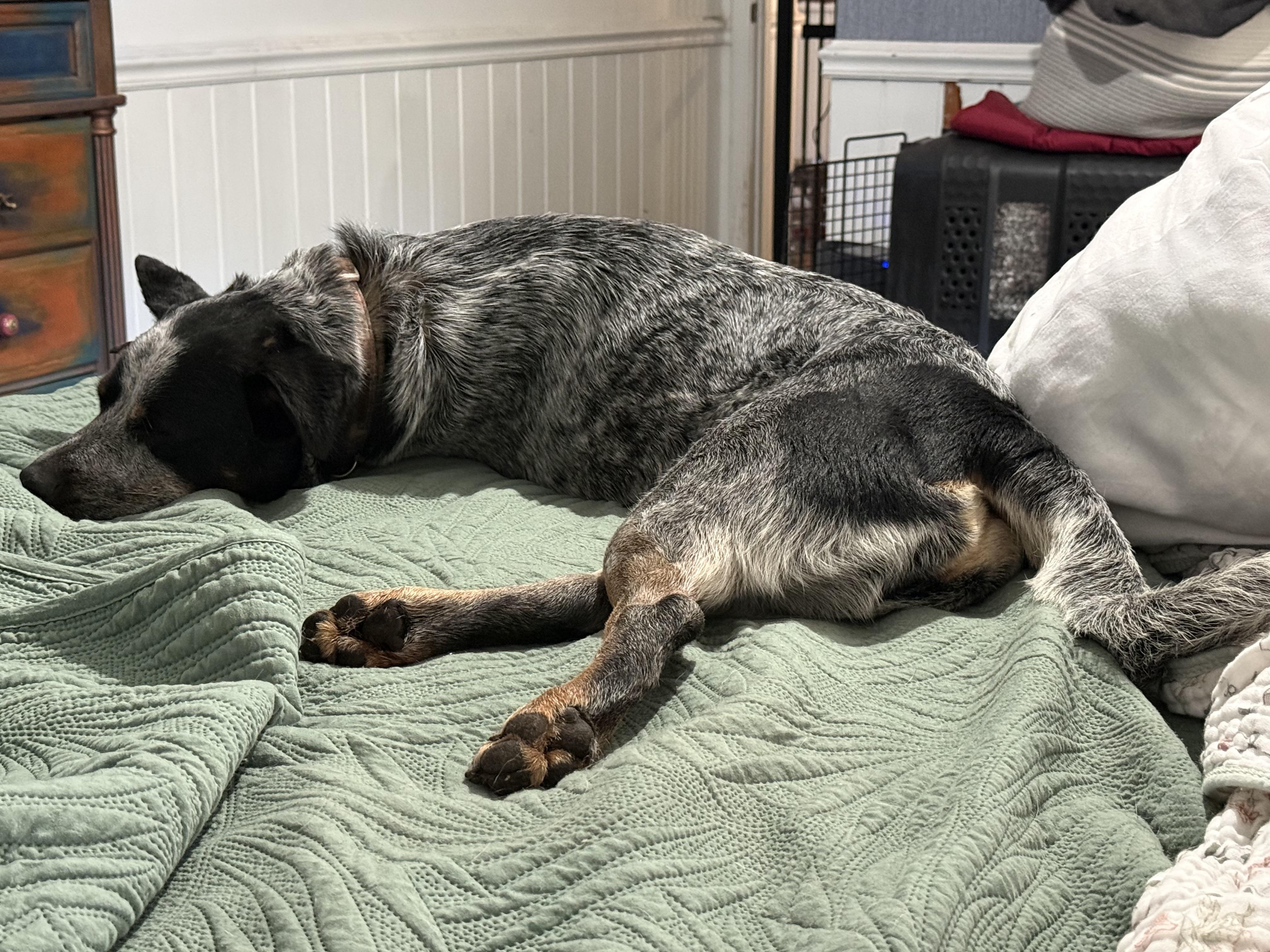 Enlarge Stormy, a Adoptable Australian Cattle Dog / Blue Heeler in Folkston, GA image 5/5