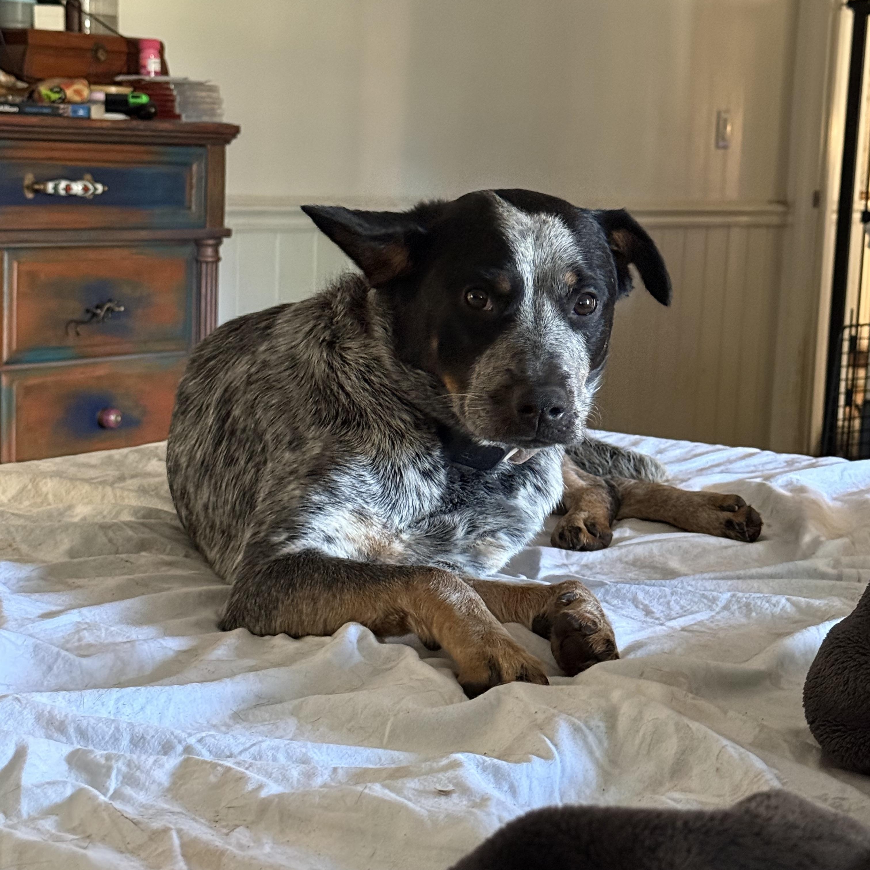 Enlarge Stormy, a Adoptable Australian Cattle Dog / Blue Heeler in Folkston, GA image 4/5