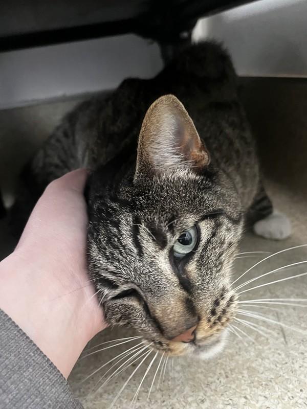 Kenny, Adoptable, Adult Male Domestic Short Hair.