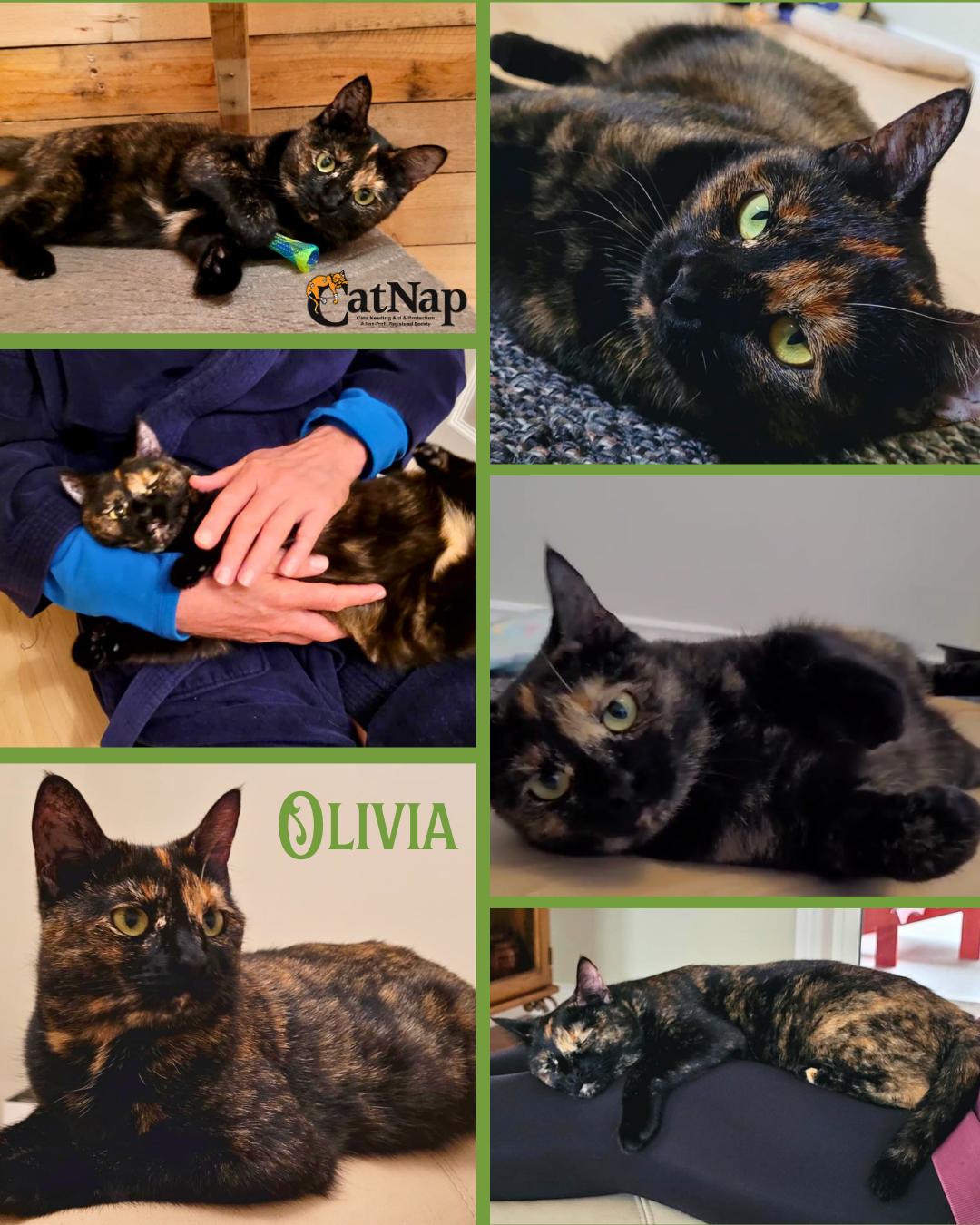 Olivia, ADOPTABLE, Adult Female Domestic Short Hair.