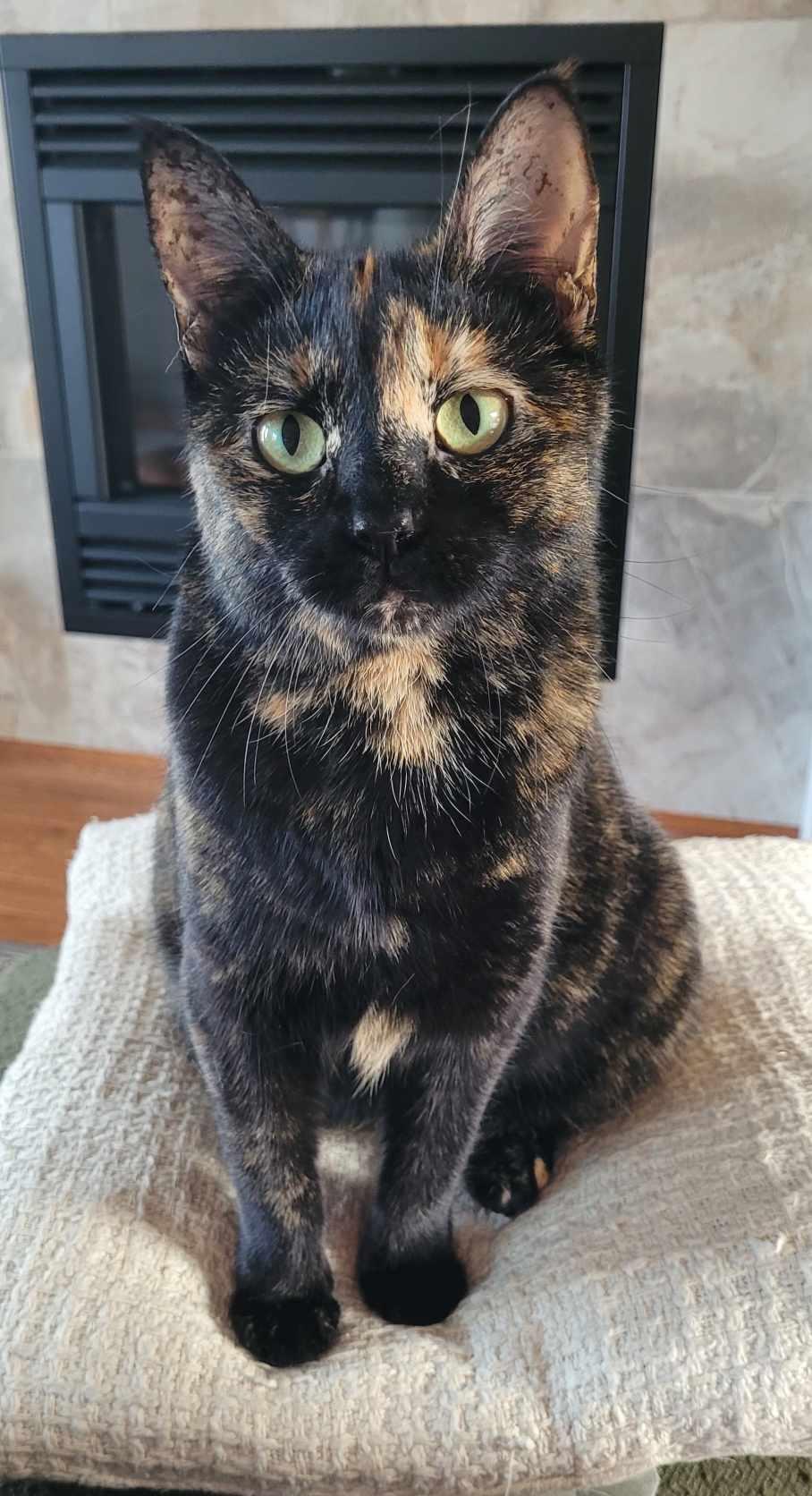 Enlarge Olivia, a ADOPTABLE mixed breed in Nanaimo, BC image 2/3