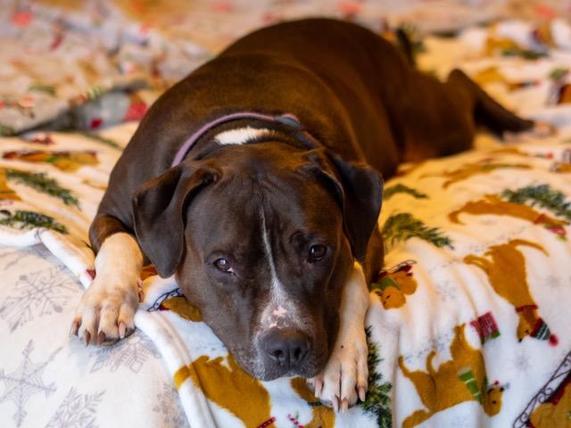 Enlarge Teja, a Adoptable mixed breed in Minneapolis, MN image 2/4