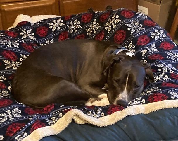 Enlarge Teja, a Adoptable mixed breed in Minneapolis, MN image 3/4