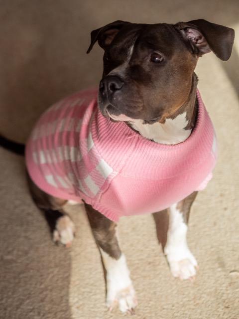 Enlarge Teja, a Adoptable mixed breed in Minneapolis, MN image 4/4