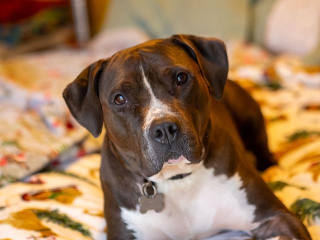 Enlarge Teja, a Adoptable mixed breed in Minneapolis, MN image 1/4