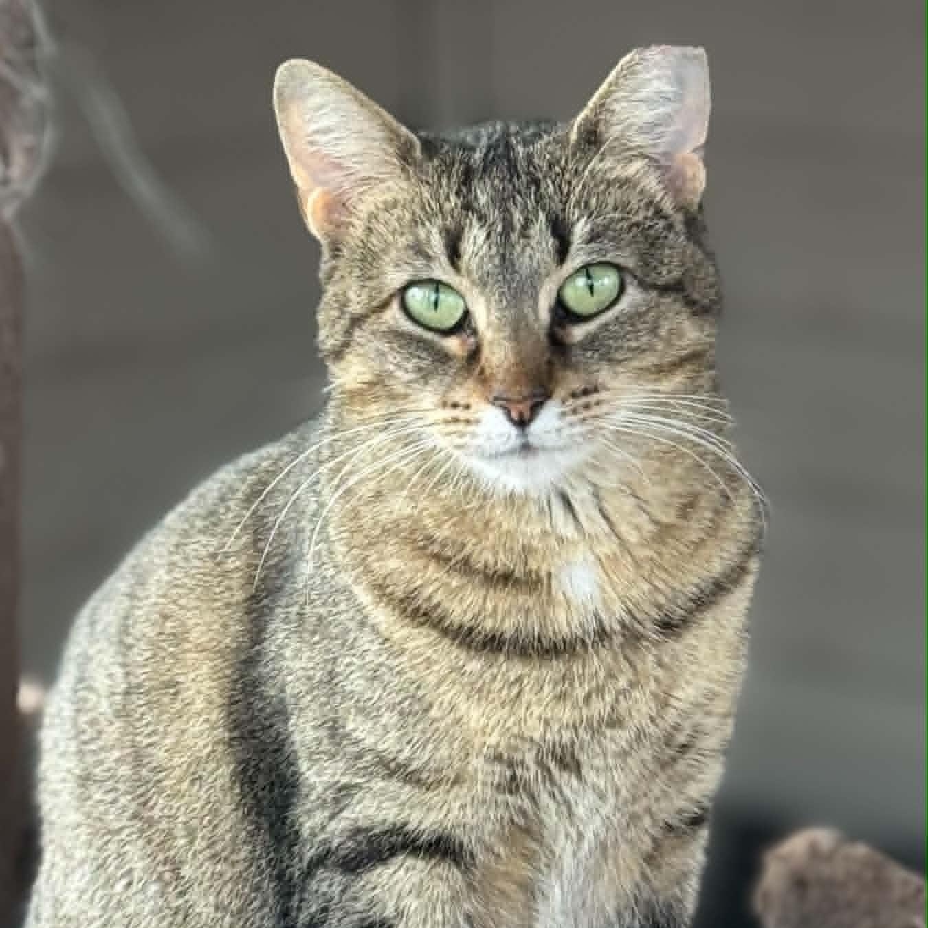 Zara, ADOPTABLE, Adult Female Domestic Short Hair.