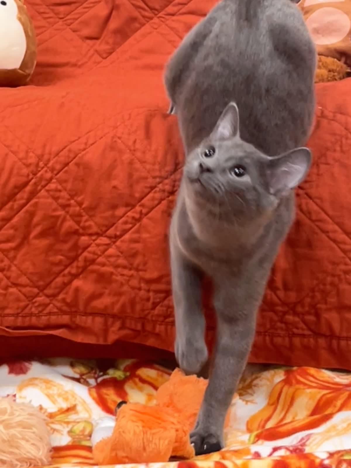 Enlarge Flea, a Adopted Domestic Short Hair in Pueblo, CO image 1/4