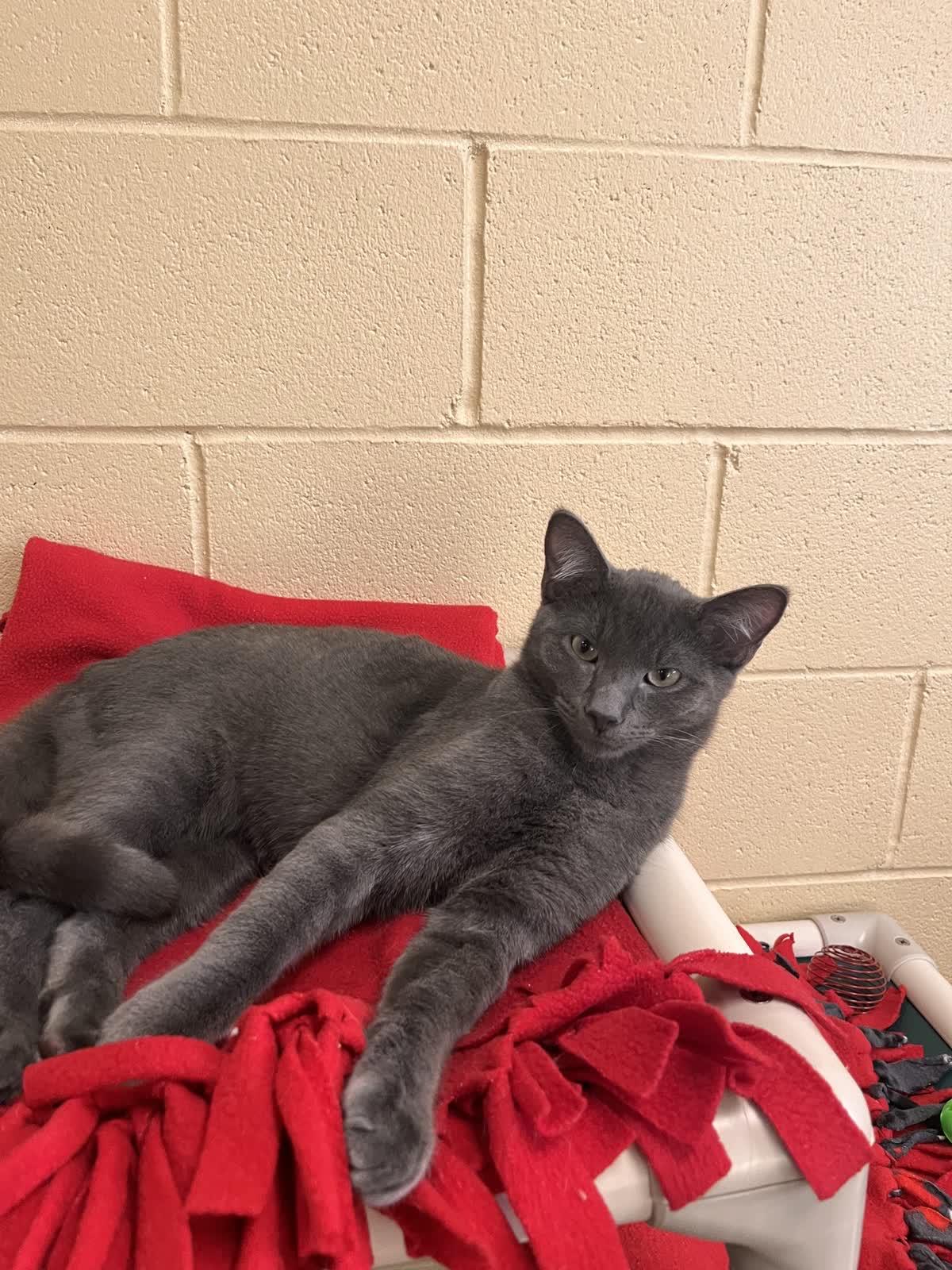 Enlarge Flea, a Adopted Domestic Short Hair in Pueblo, CO image 2/4