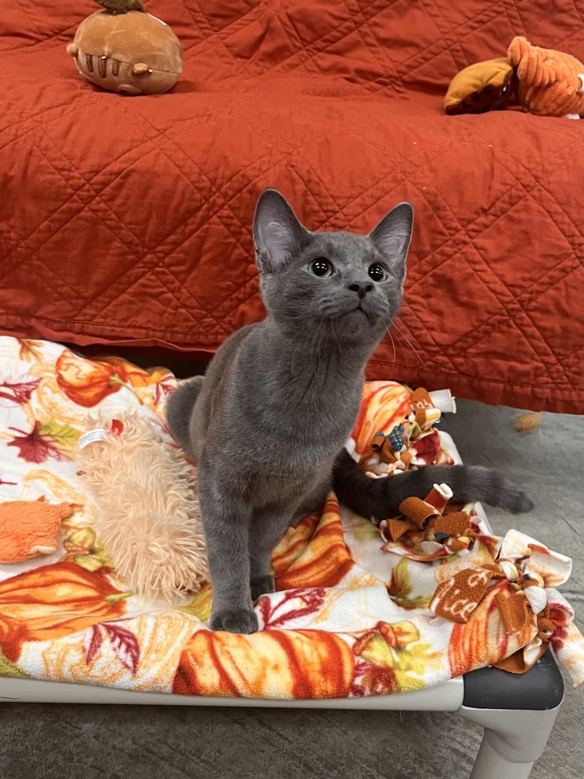 Enlarge Flea, a Adopted Domestic Short Hair in Pueblo, CO image 4/4