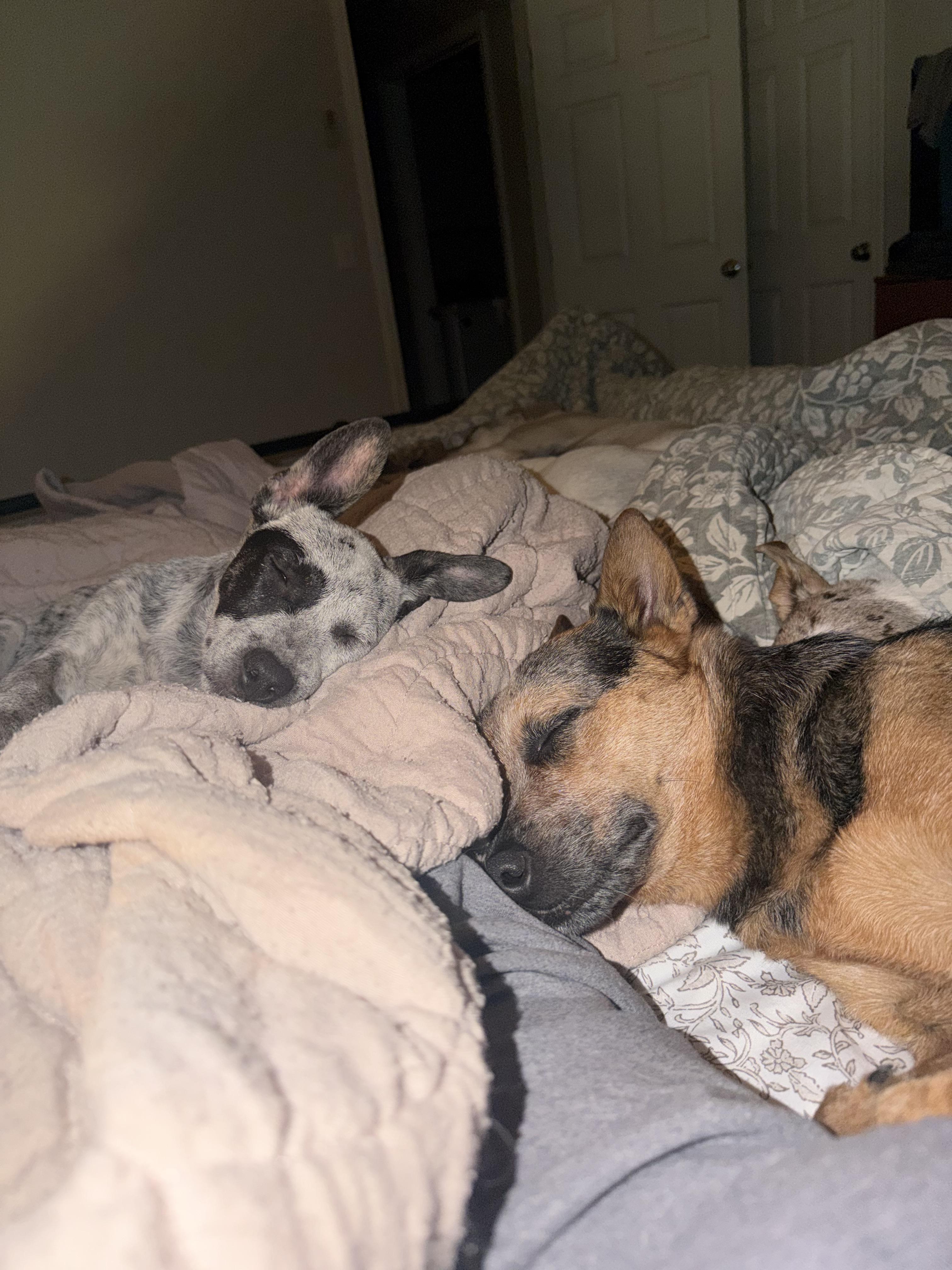 Patches, Adoptable, Puppy Female Australian Cattle Dog / Blue Heeler & Labrador Retriever.