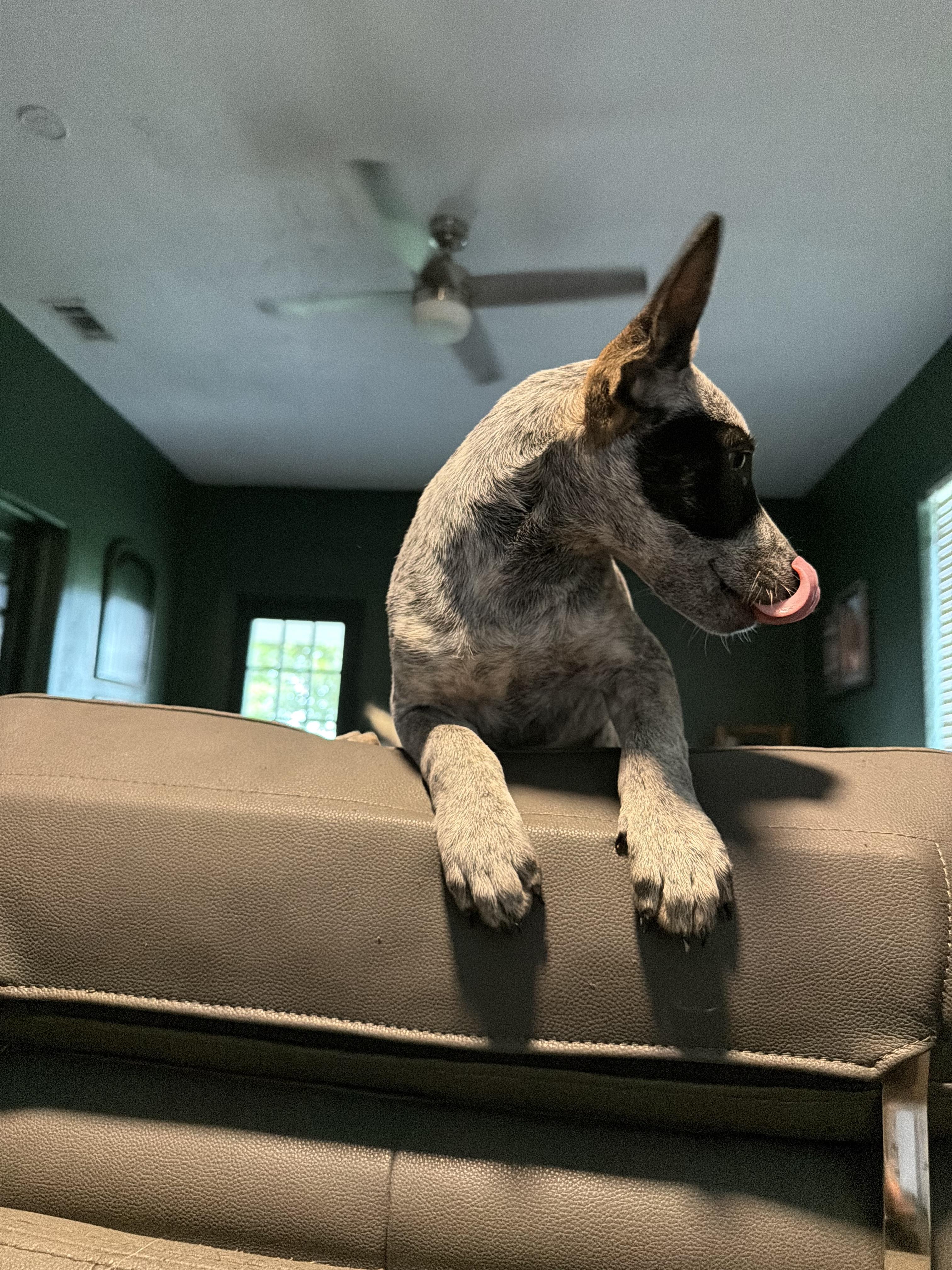 Enlarge Patches, a Adoptable mixed breed in Bradenton, FL image 2/6