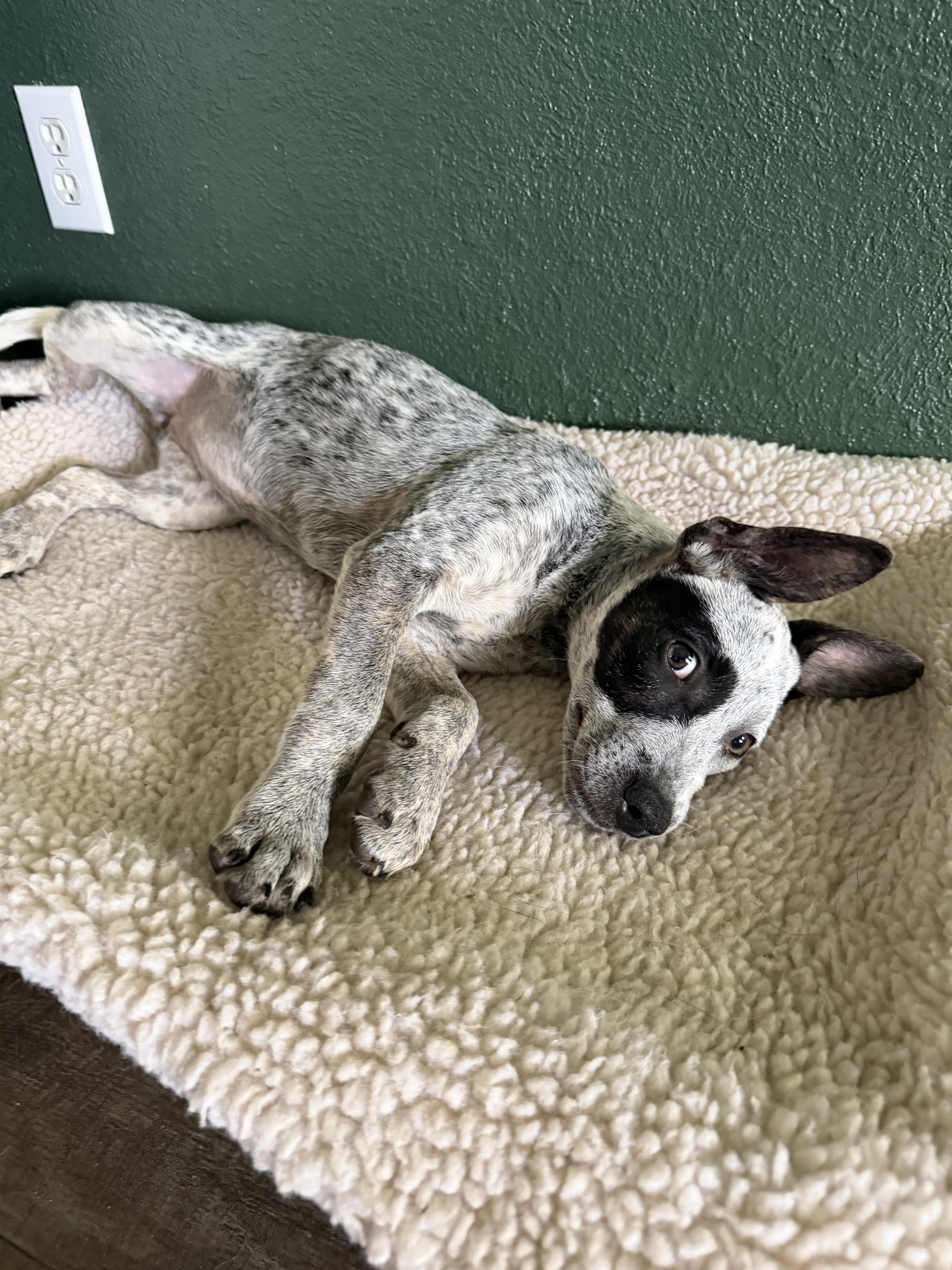 Enlarge Patches, a Adoptable mixed breed in Bradenton, FL image 3/6