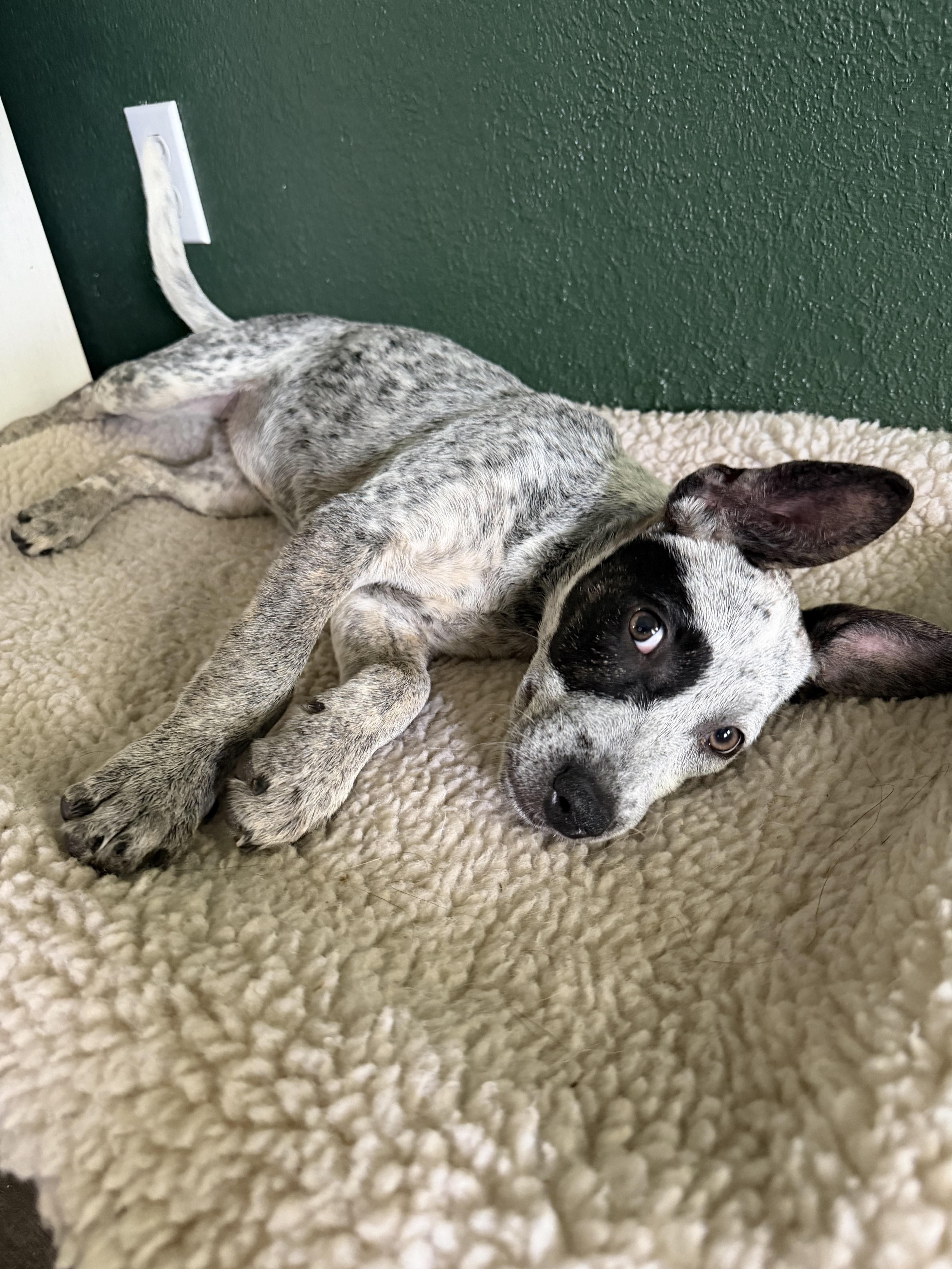 Enlarge Patches, a Adoptable mixed breed in Bradenton, FL image 4/6