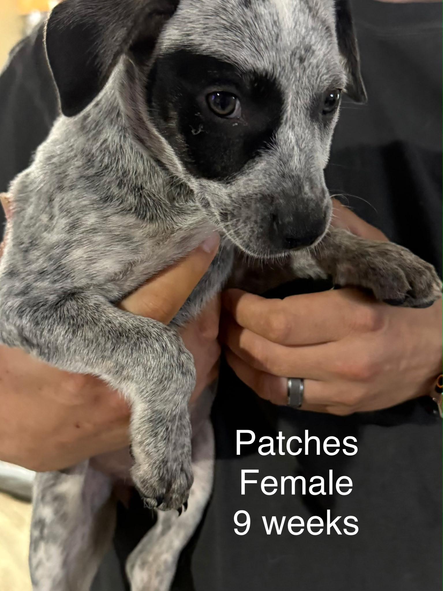 Enlarge Patches, a Adoptable mixed breed in Bradenton, FL image 6/6