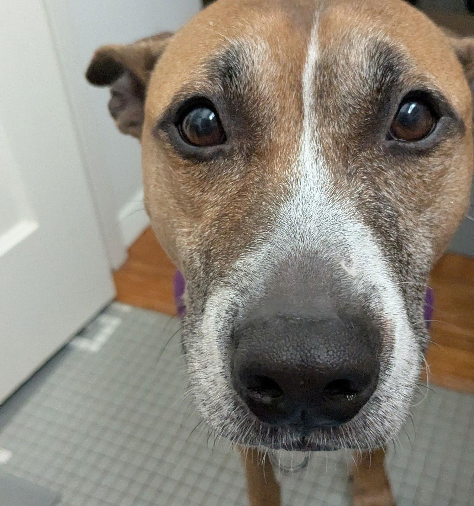 Hunie Needs a yard, Adoptable, Adult Female Boxer & Rhodesian Ridgeback.