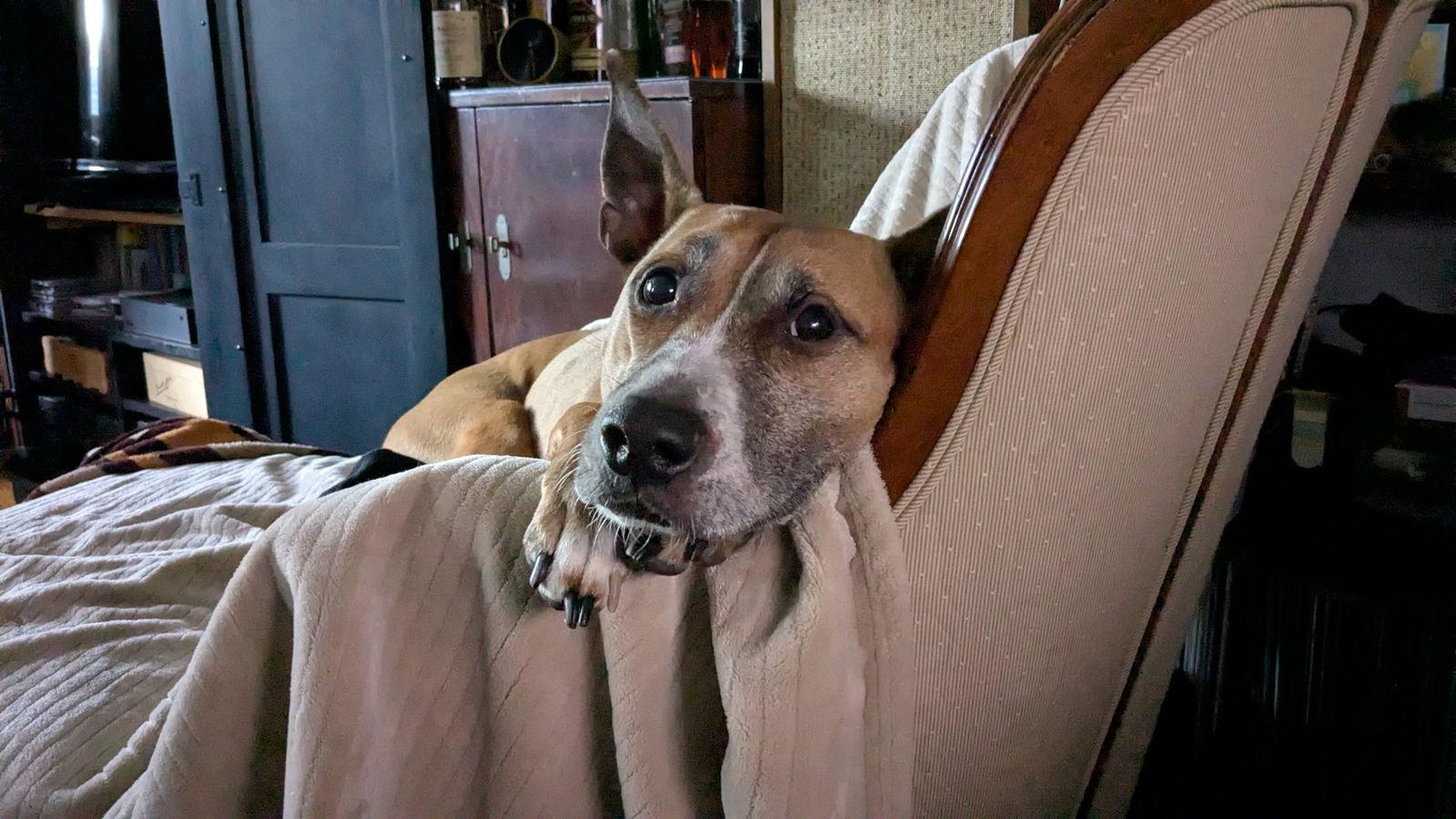 Enlarge Hunie Needs a yard, a Adoptable mixed breed in Herndon, VA image 2/3