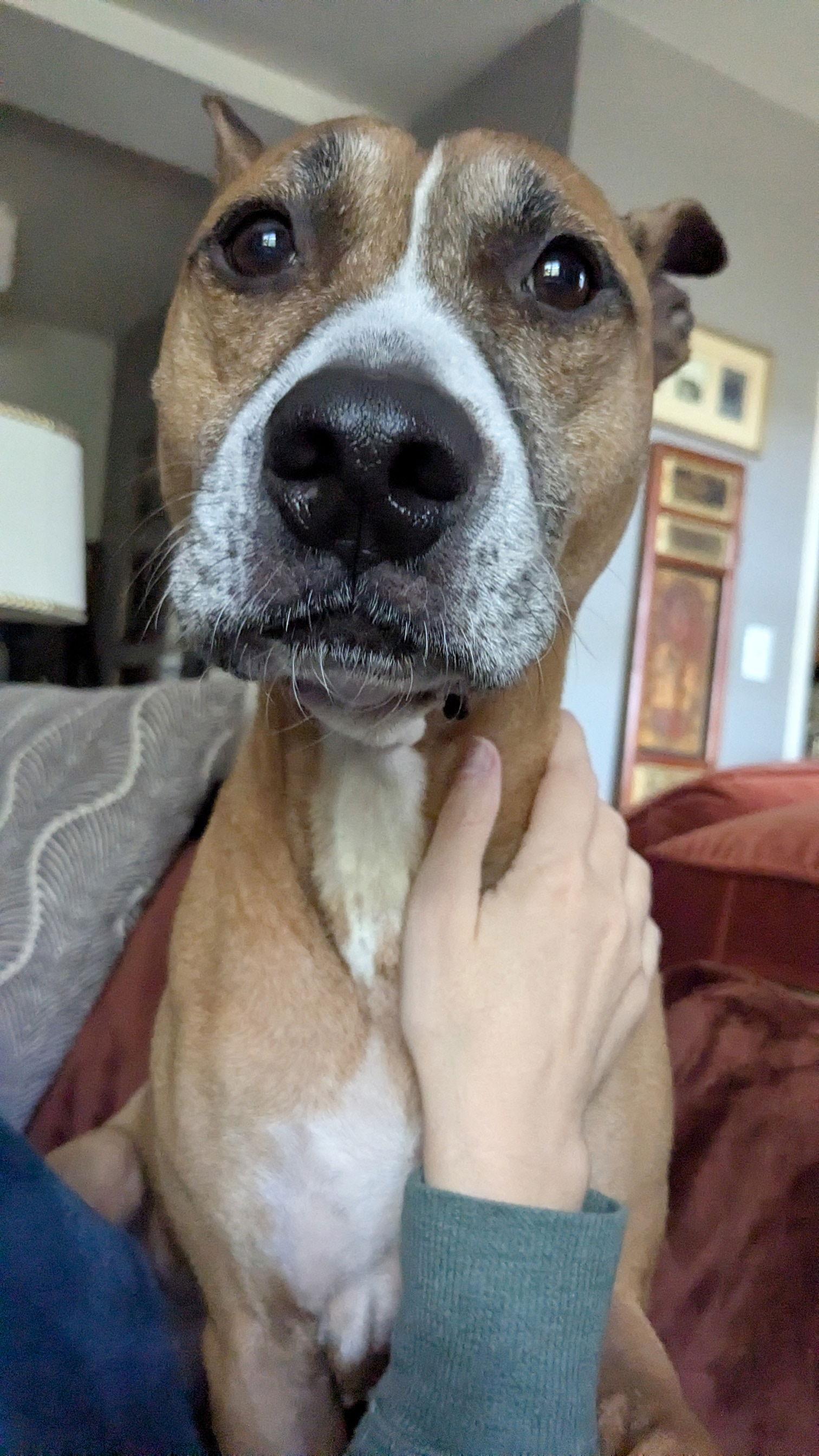 Enlarge Hunie Needs a yard, a Adoptable mixed breed in Herndon, VA image 3/3