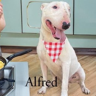 Alfred