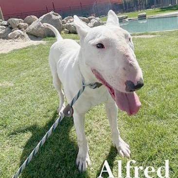 Enlarge Alfred, a Adoptable Bull Terrier in Palm Desert, CA image 1/1