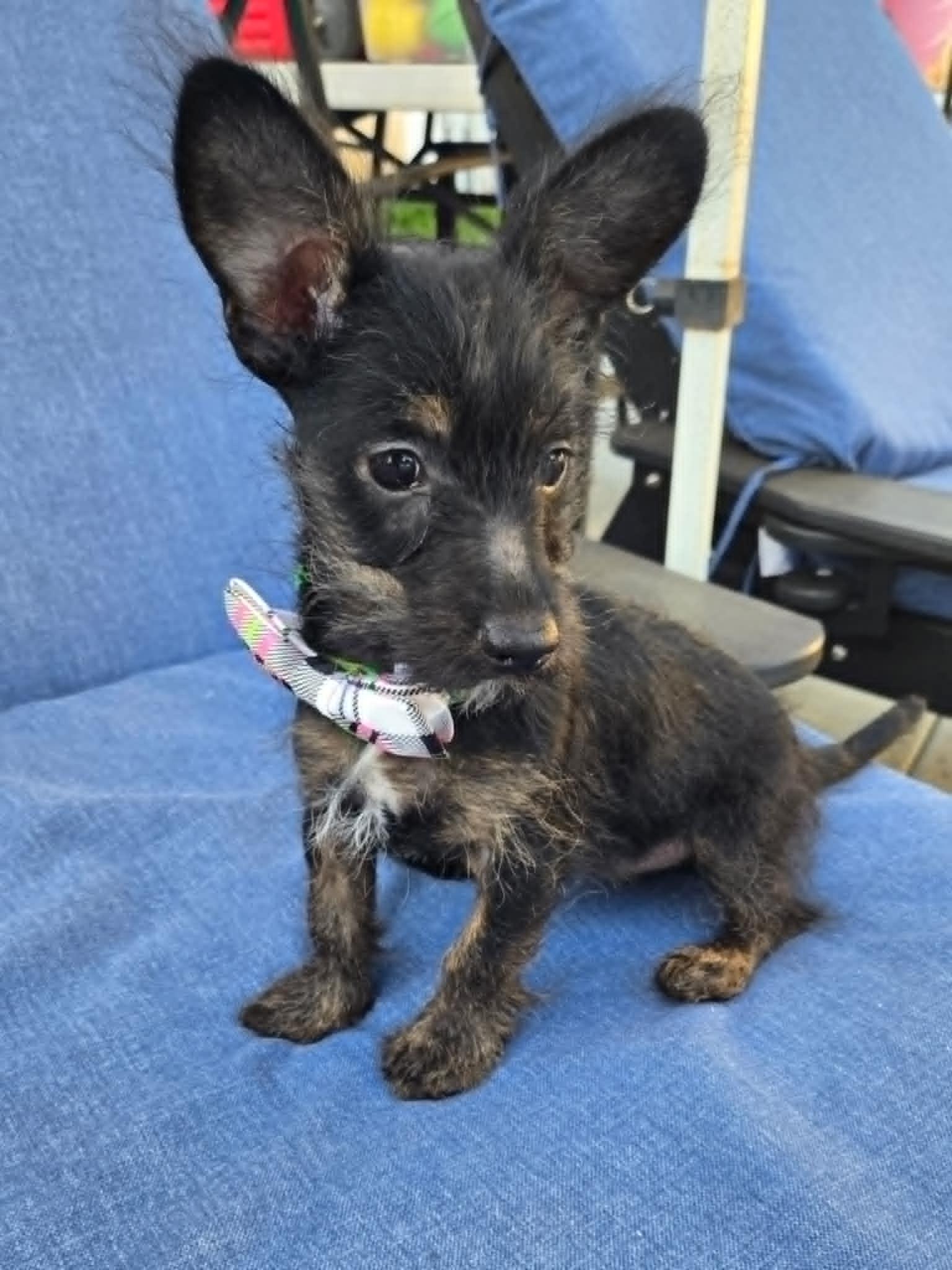 Enlarge Lucy, a Adopted Scottish Terrier in Laguna Hills, CA image 2/4