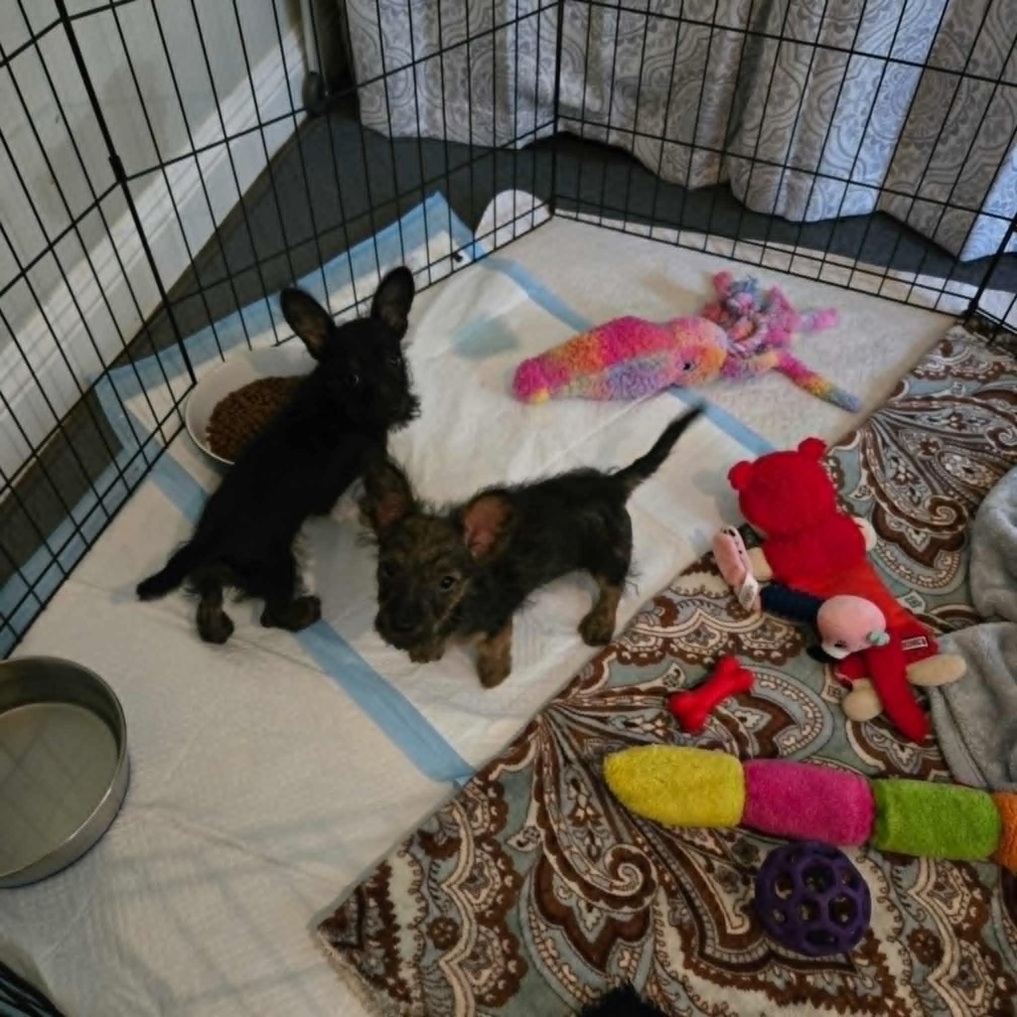 Enlarge Lucy, a Adopted Scottish Terrier in Laguna Hills, CA image 4/4