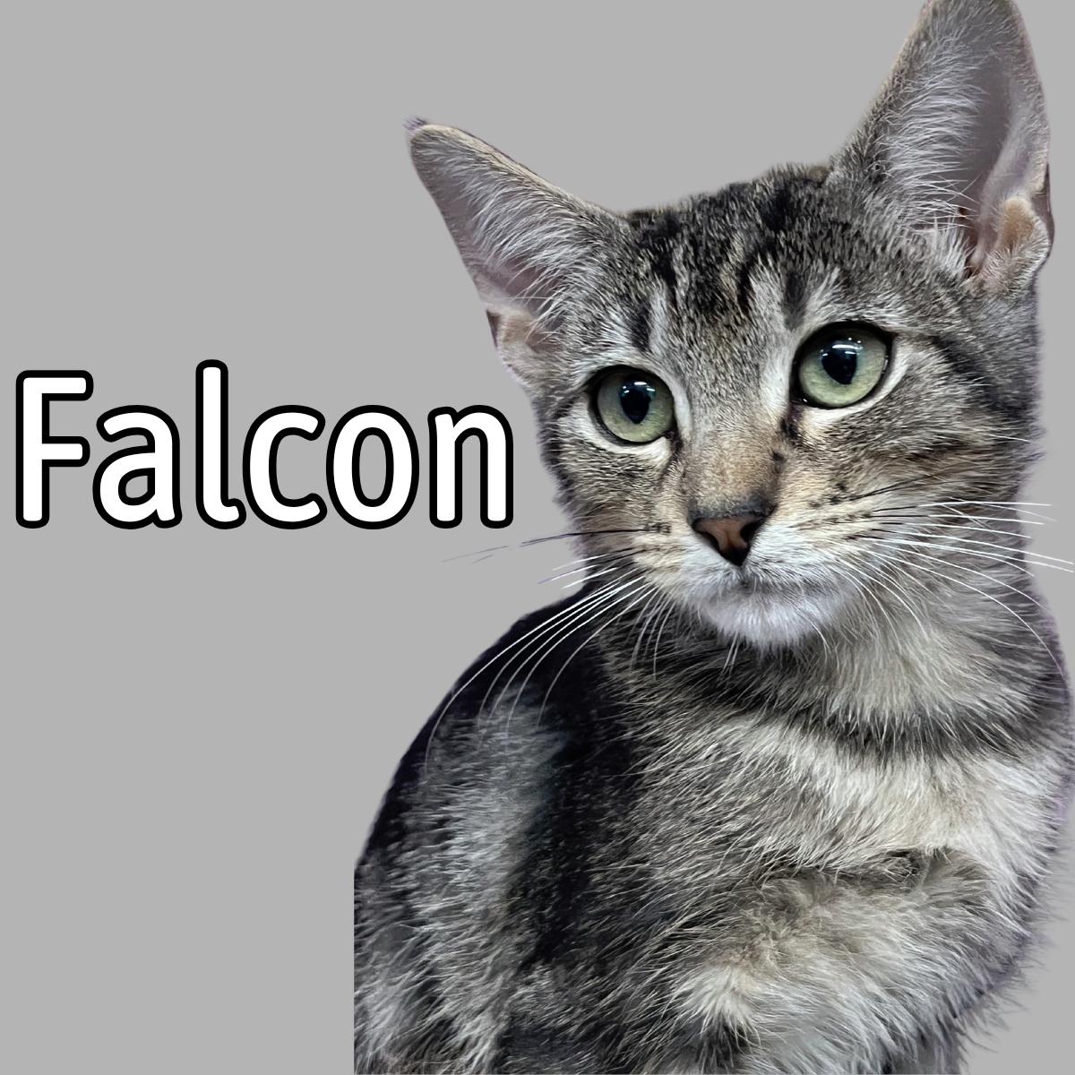 Falcon, Adoptable, Young Male Domestic Short Hair.