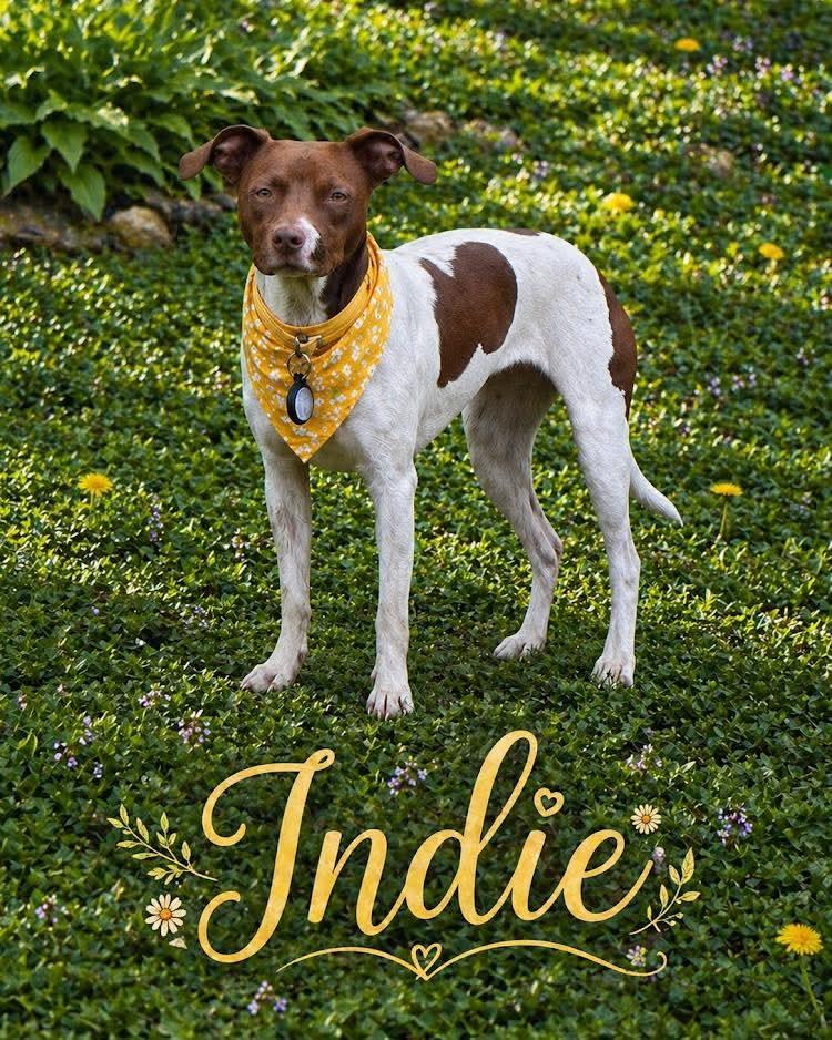 Indie, ADOPTABLE, Puppy Female Terrier.