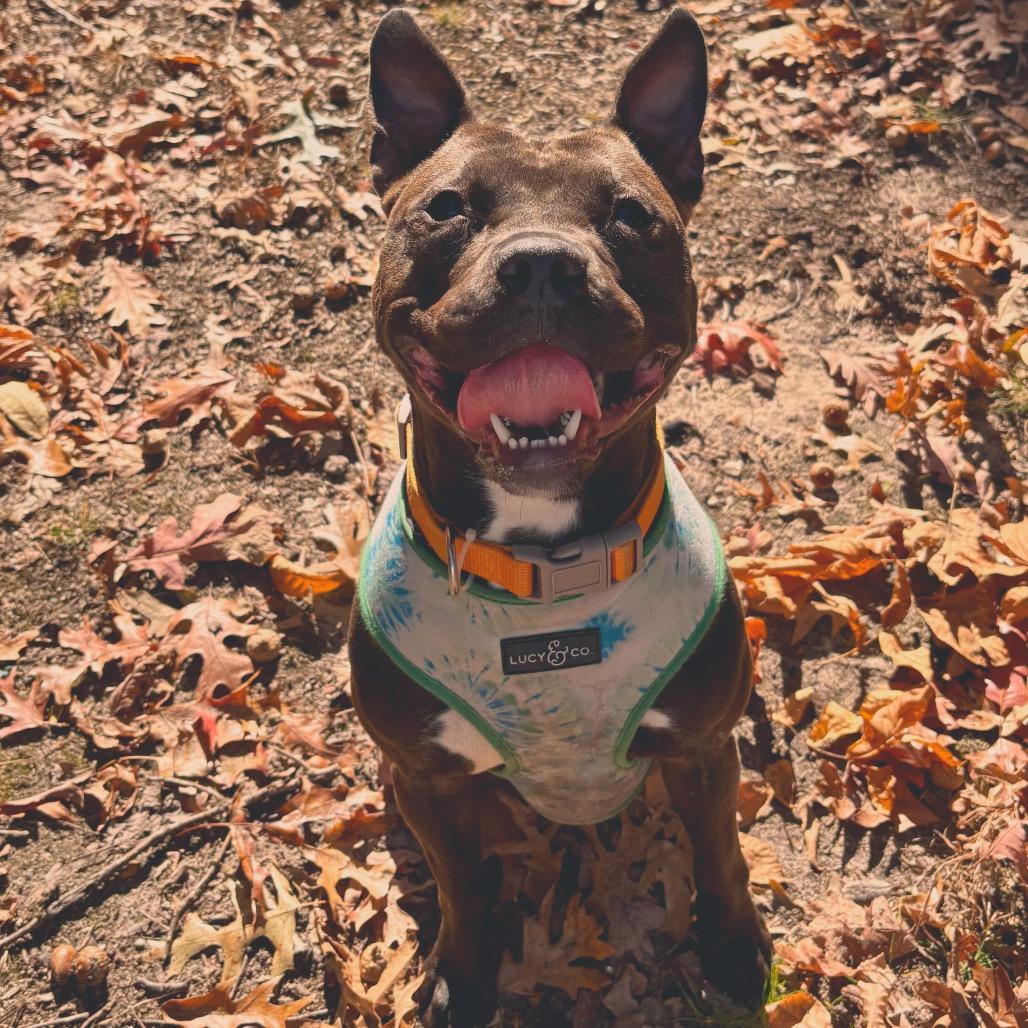 Enlarge Stormie, a Adoptable Mixed Breed in Waldorf, MD image 1/2